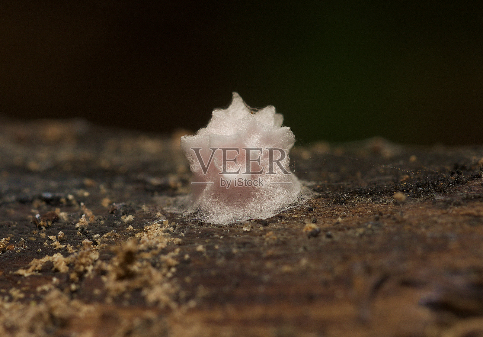 来自巴西大西洋热带雨林的昆虫茧照片摄影图片