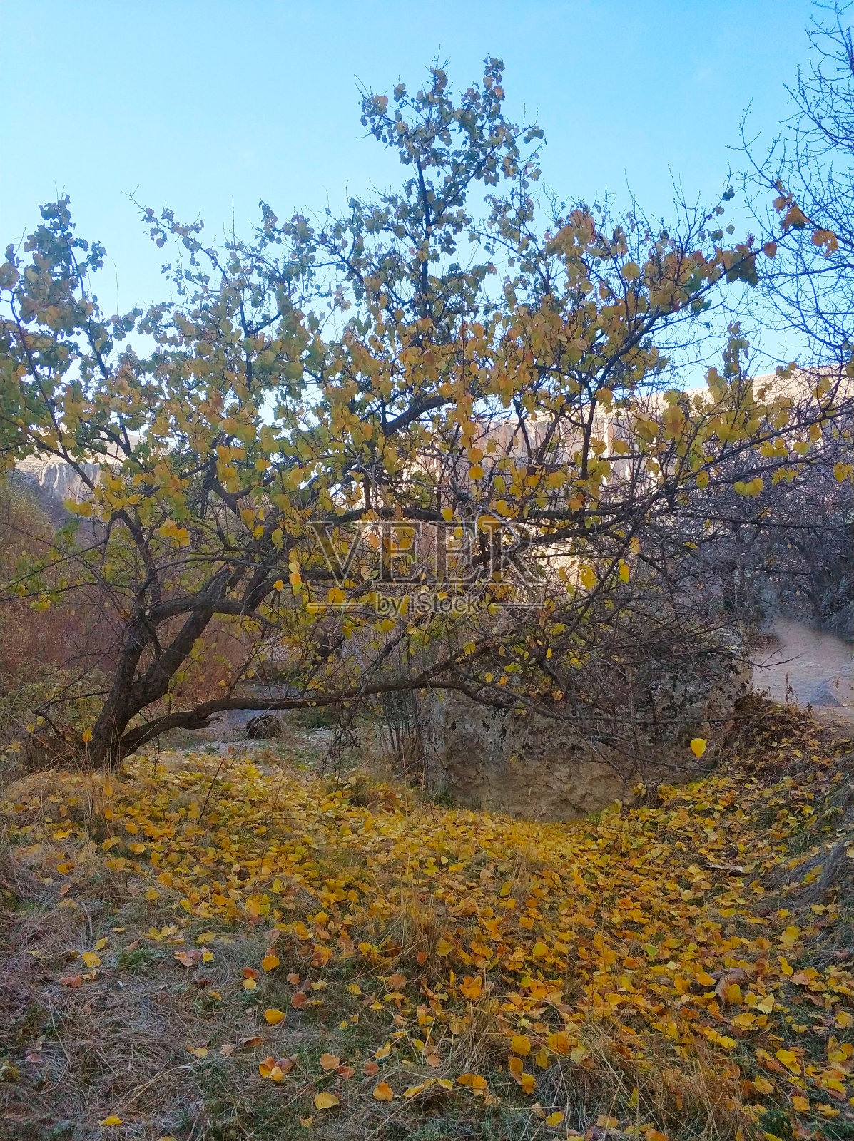 落叶森林里的秋天照片摄影图片