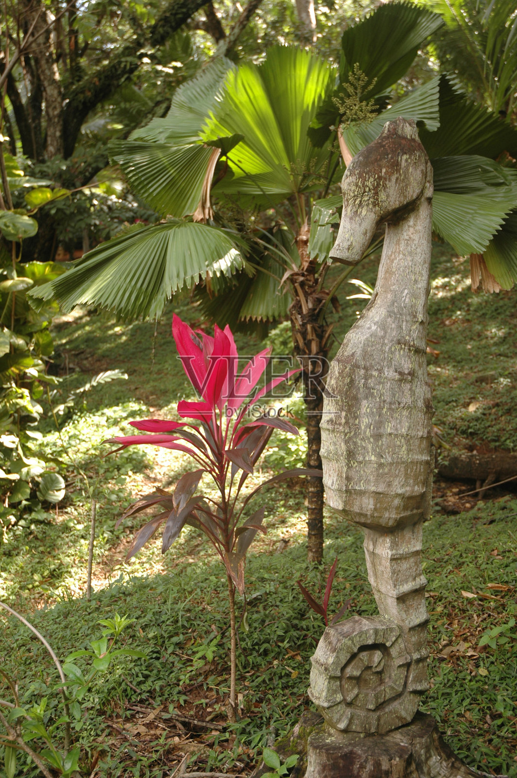 公园里的植物照片摄影图片
