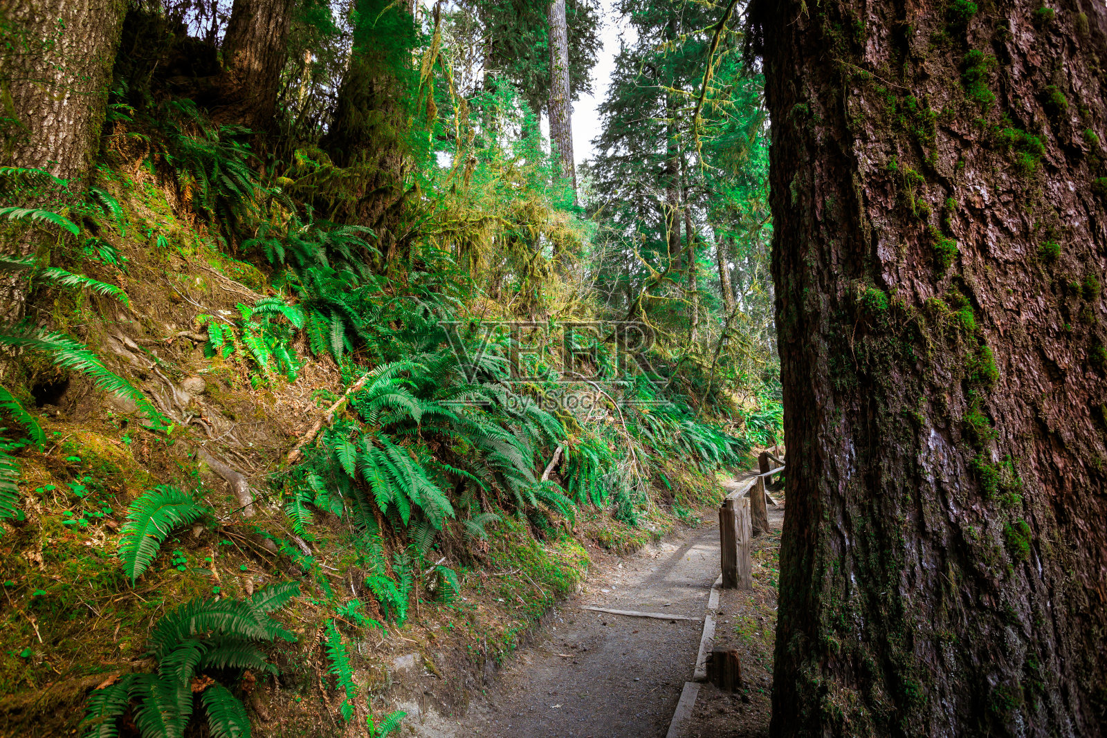 何氏雨林在奥林匹克国家公园照片摄影图片