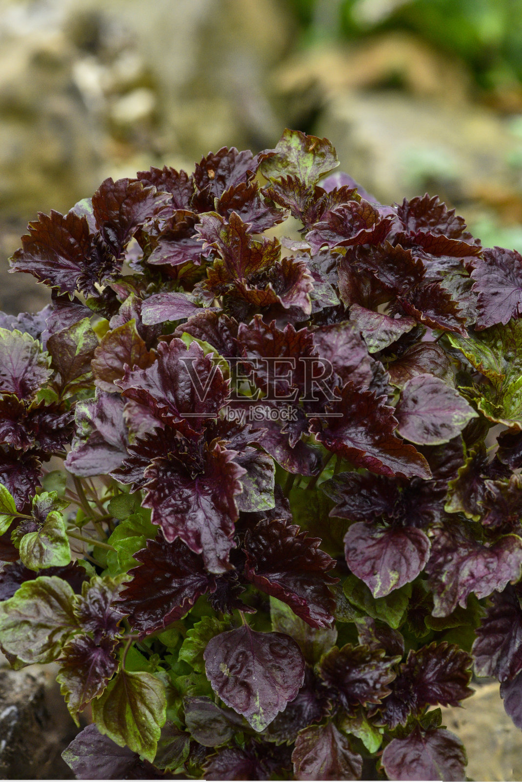 常见的紫苏属照片摄影图片