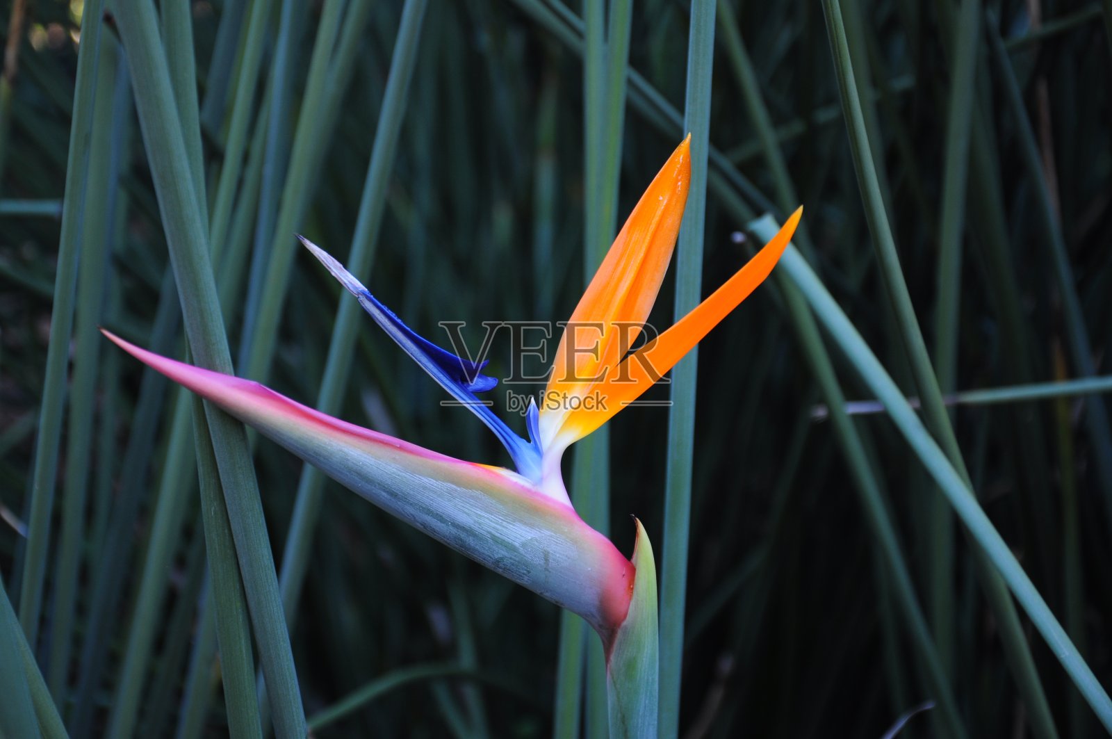 花，瀑布，树，秋天美丽照片摄影图片