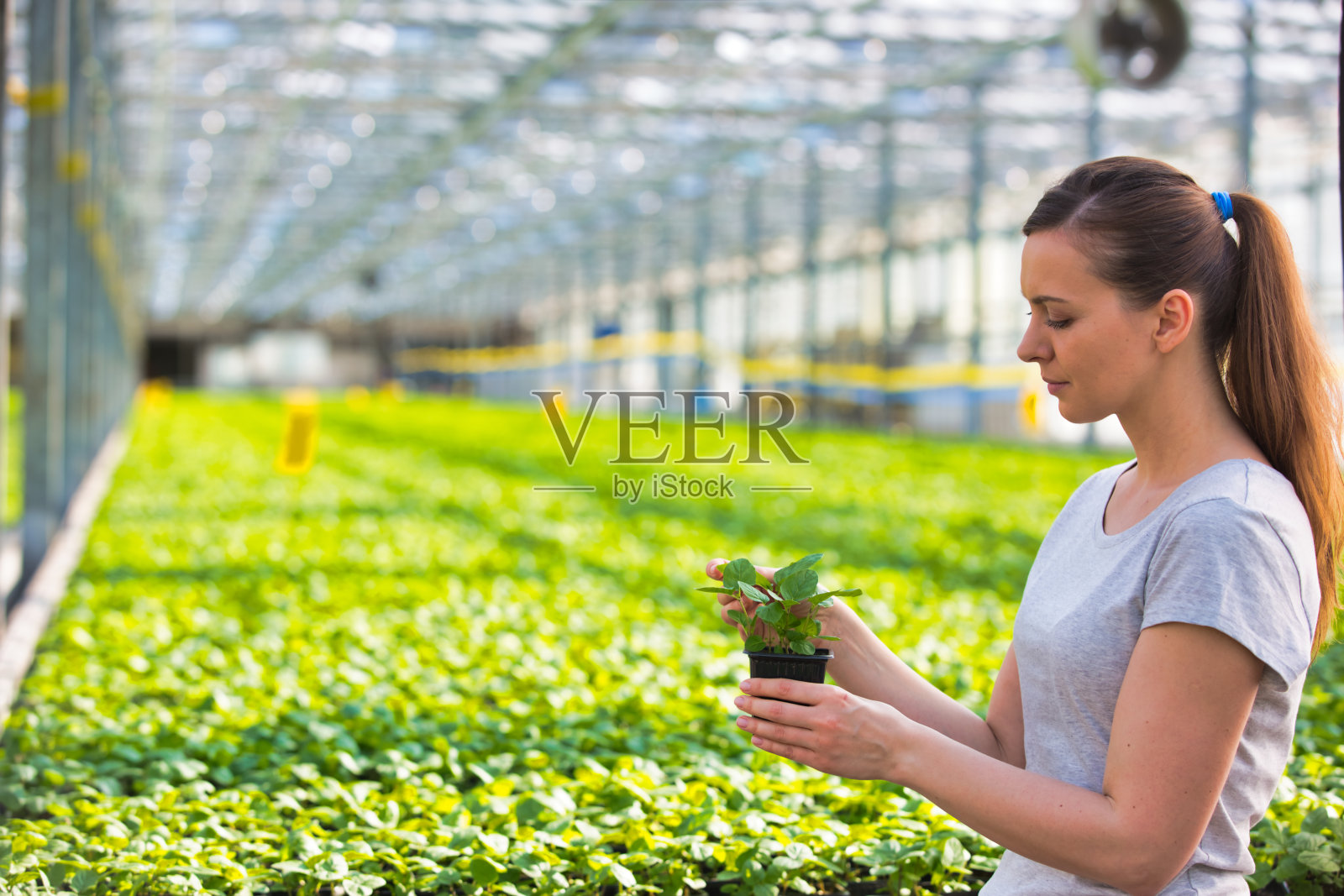 女性植物学家在苗圃检查幼苗的侧视图照片摄影图片