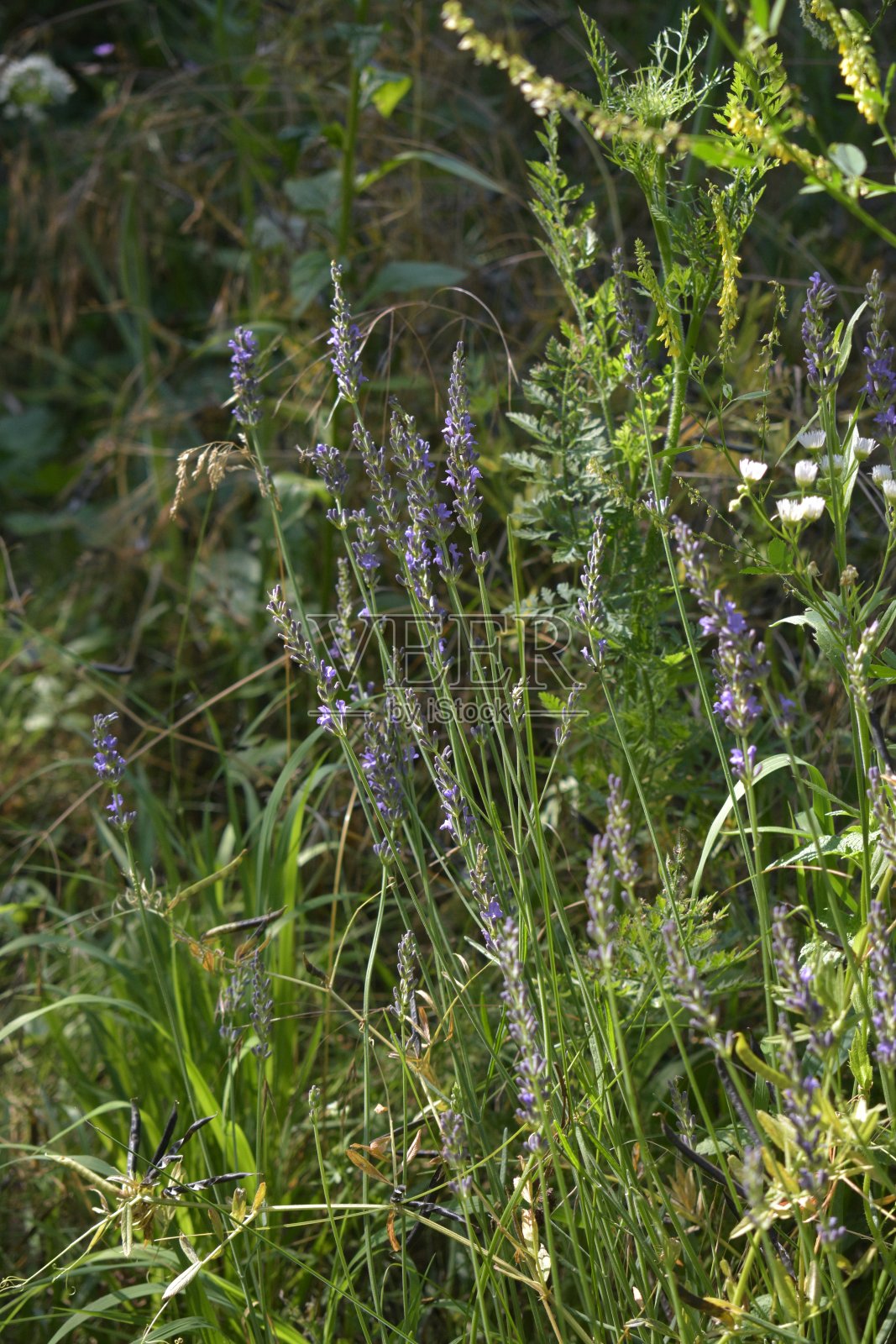 维也纳奥地利比森贝格格拉的特写照片摄影图片