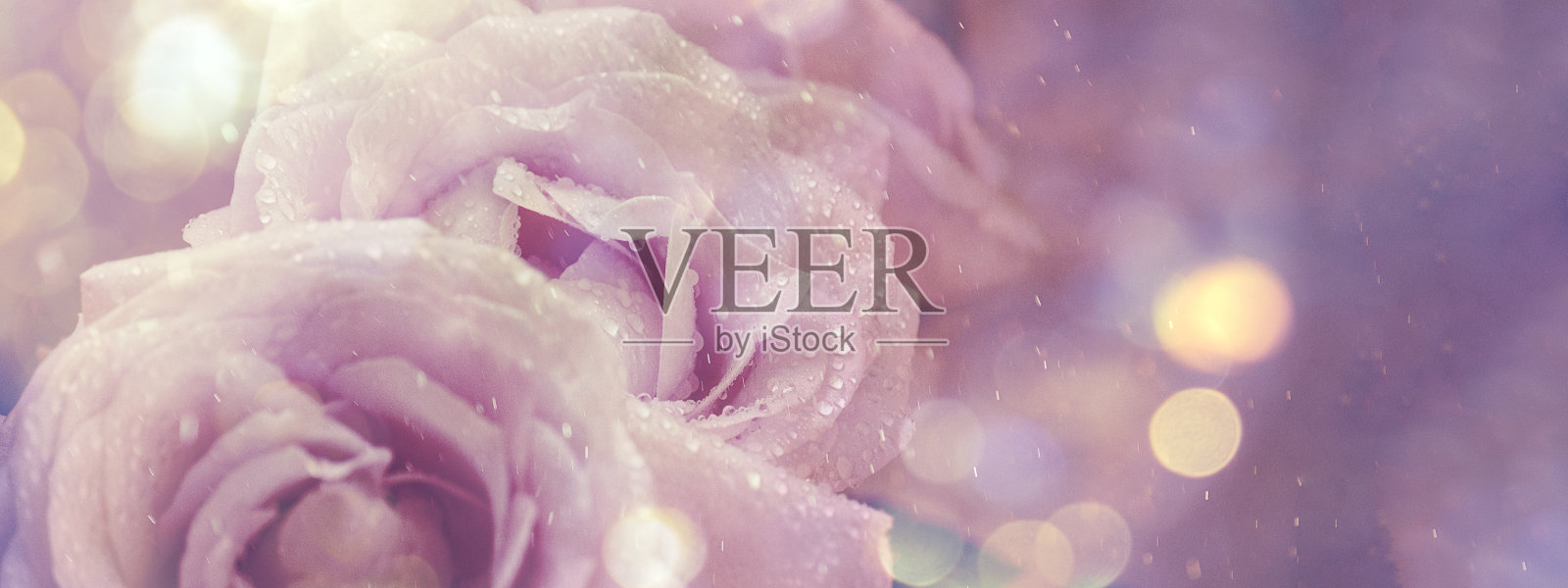 近距离的粉红色玫瑰花瓣覆盖露珠照片摄影图片