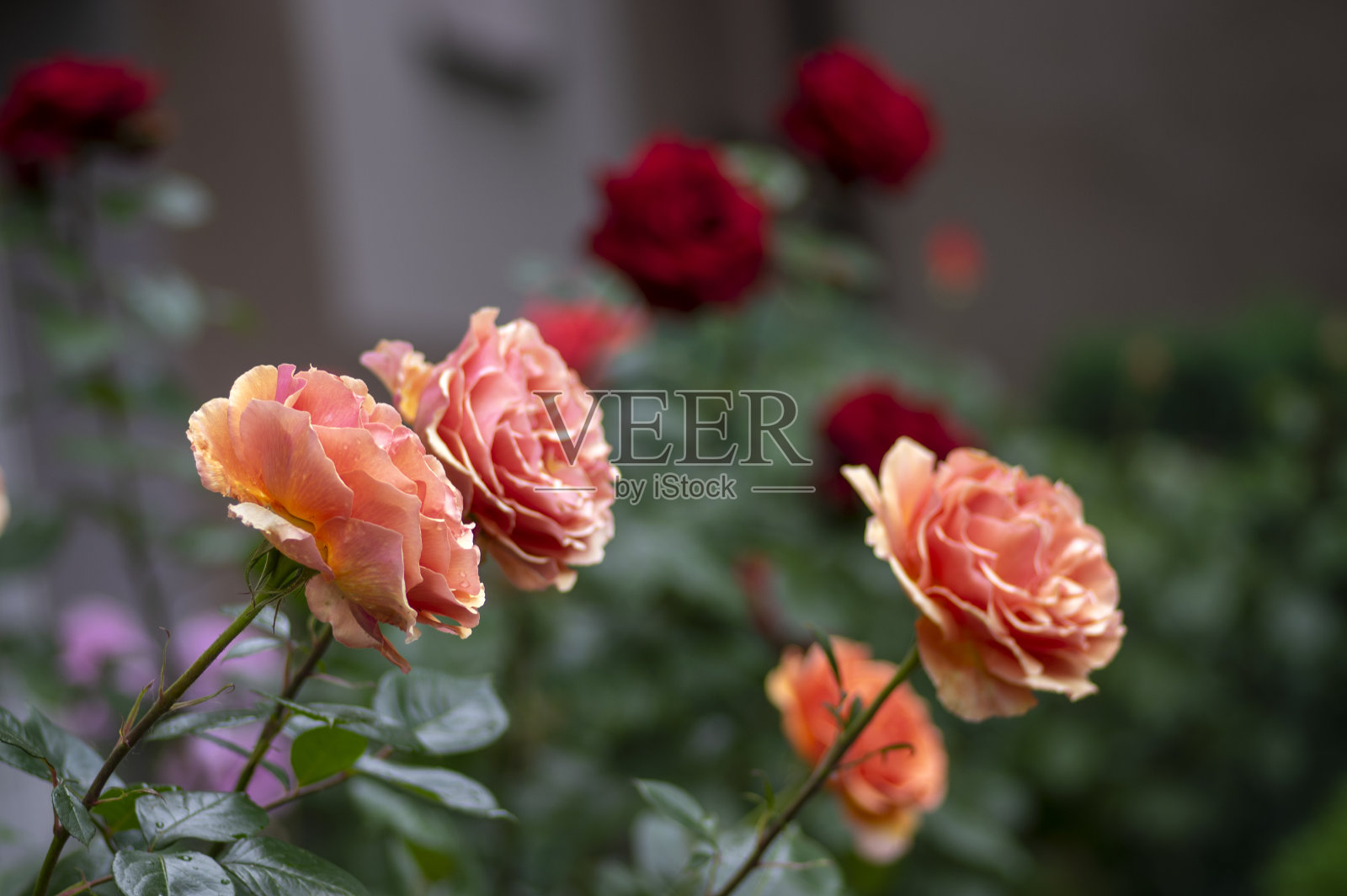 一群群桔黄色玫瑰盛开，是观赏花卉，夏季花园开花照片摄影图片