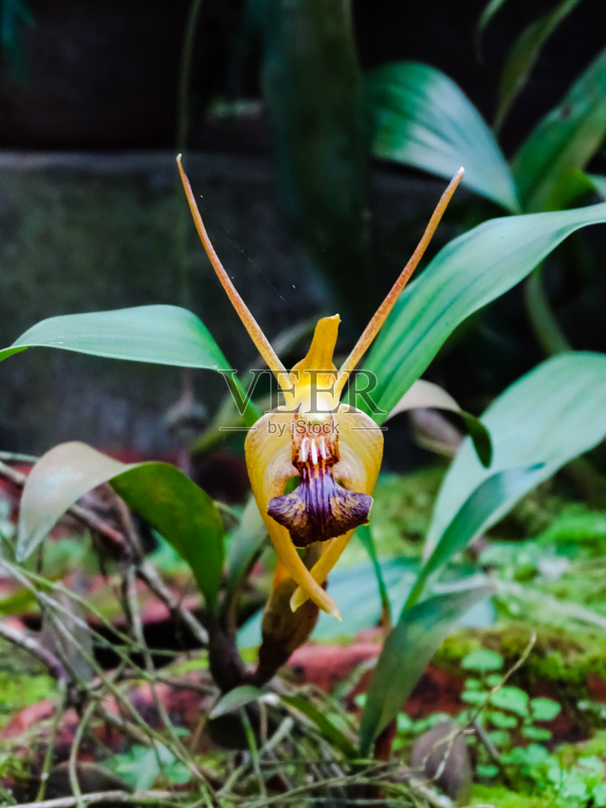 橘黄色的兰花盛开的特写照片摄影图片