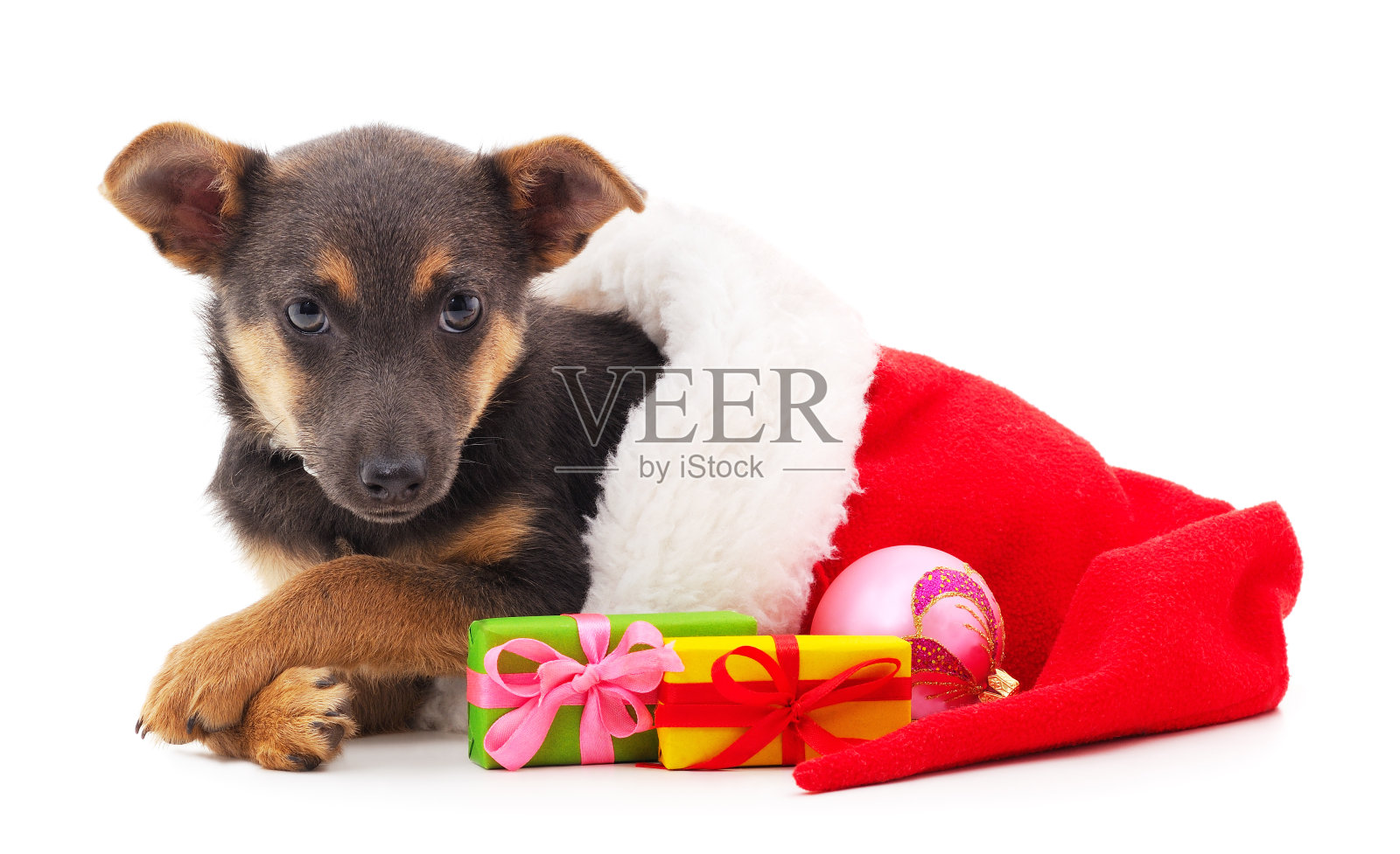 一只狗戴着圣诞帽，带着礼物。照片摄影图片