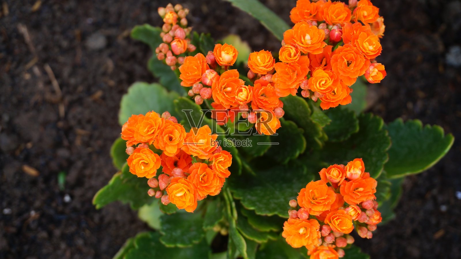 在选择焦点上开桔黄色花的飞叶树或奇迹叶树。照片摄影图片