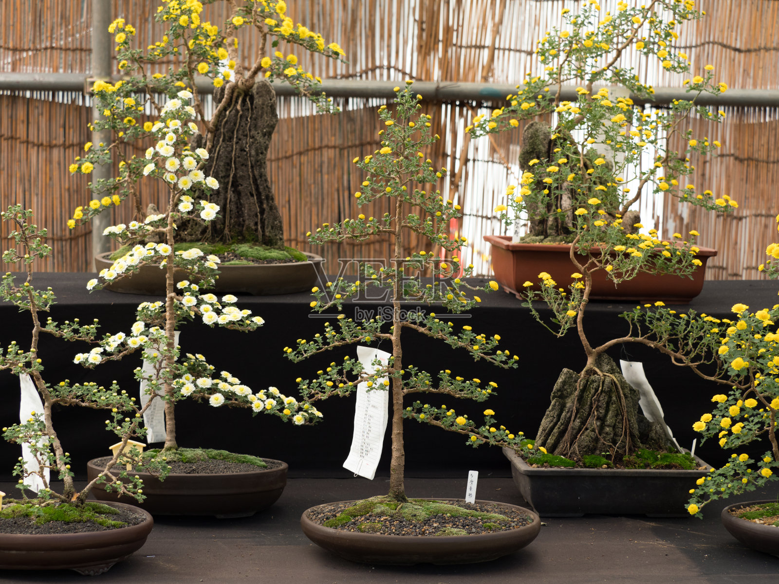 菊花花量身打造盆景风格照片摄影图片