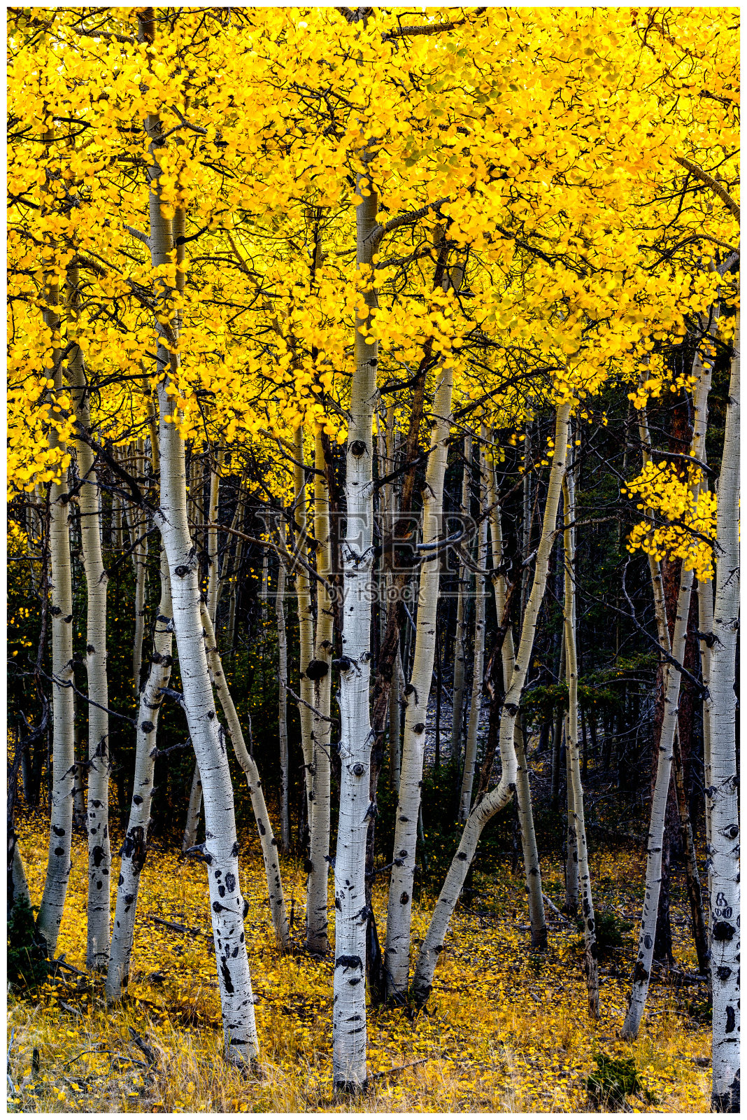 秋天科罗拉多照片摄影图片