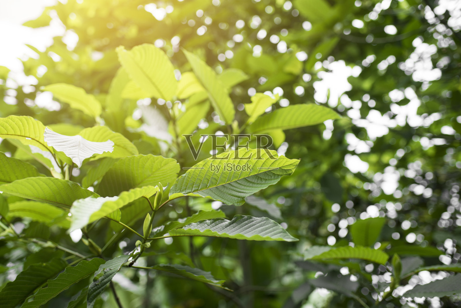近距离图片，泰国的植物，泰国的草药照片摄影图片