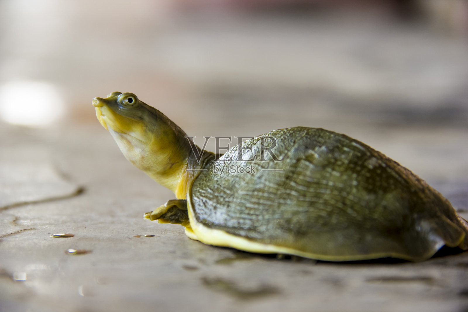 乌龟在湖边走土照片摄影图片