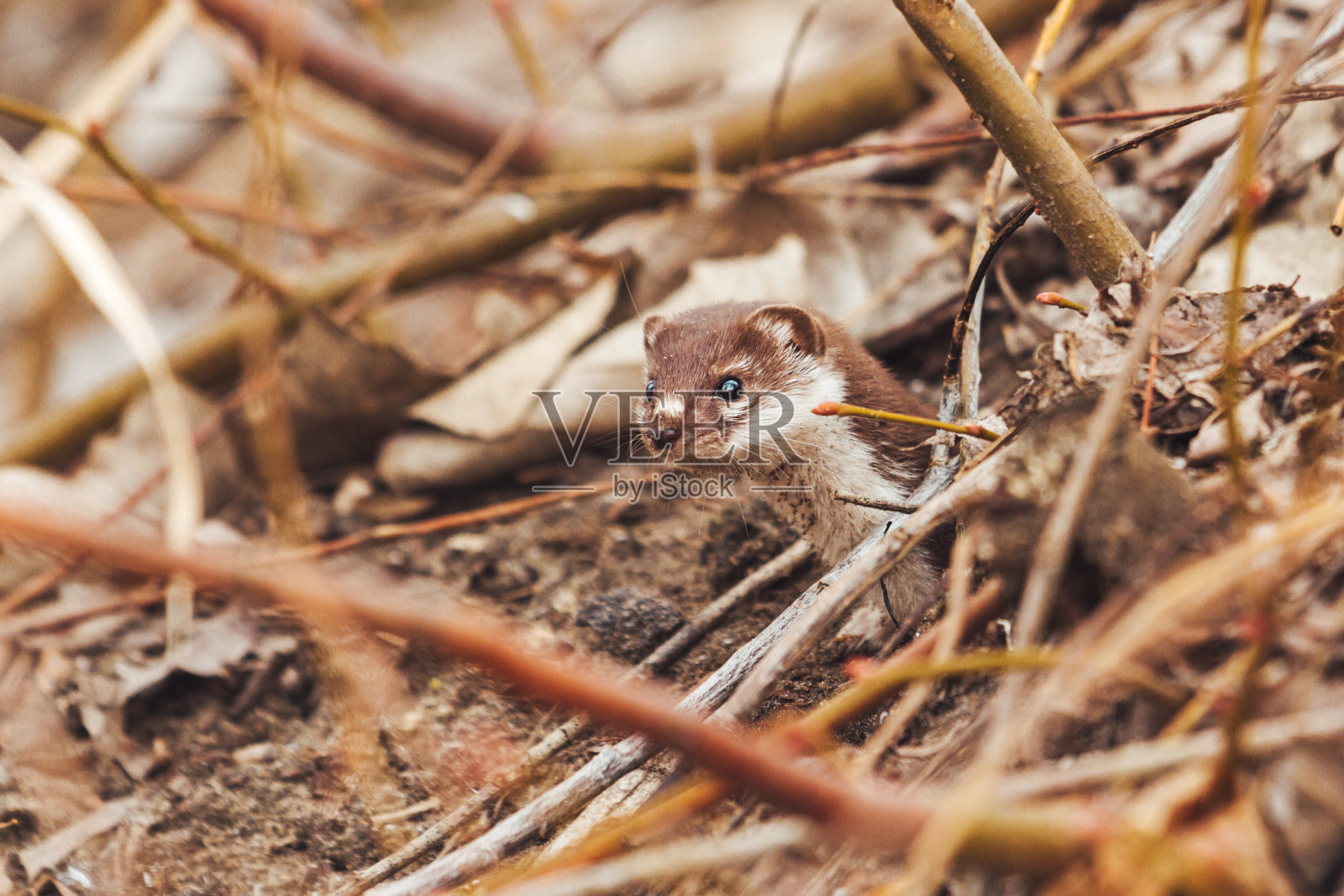 黄鼠狼从落叶下探出头来照片摄影图片