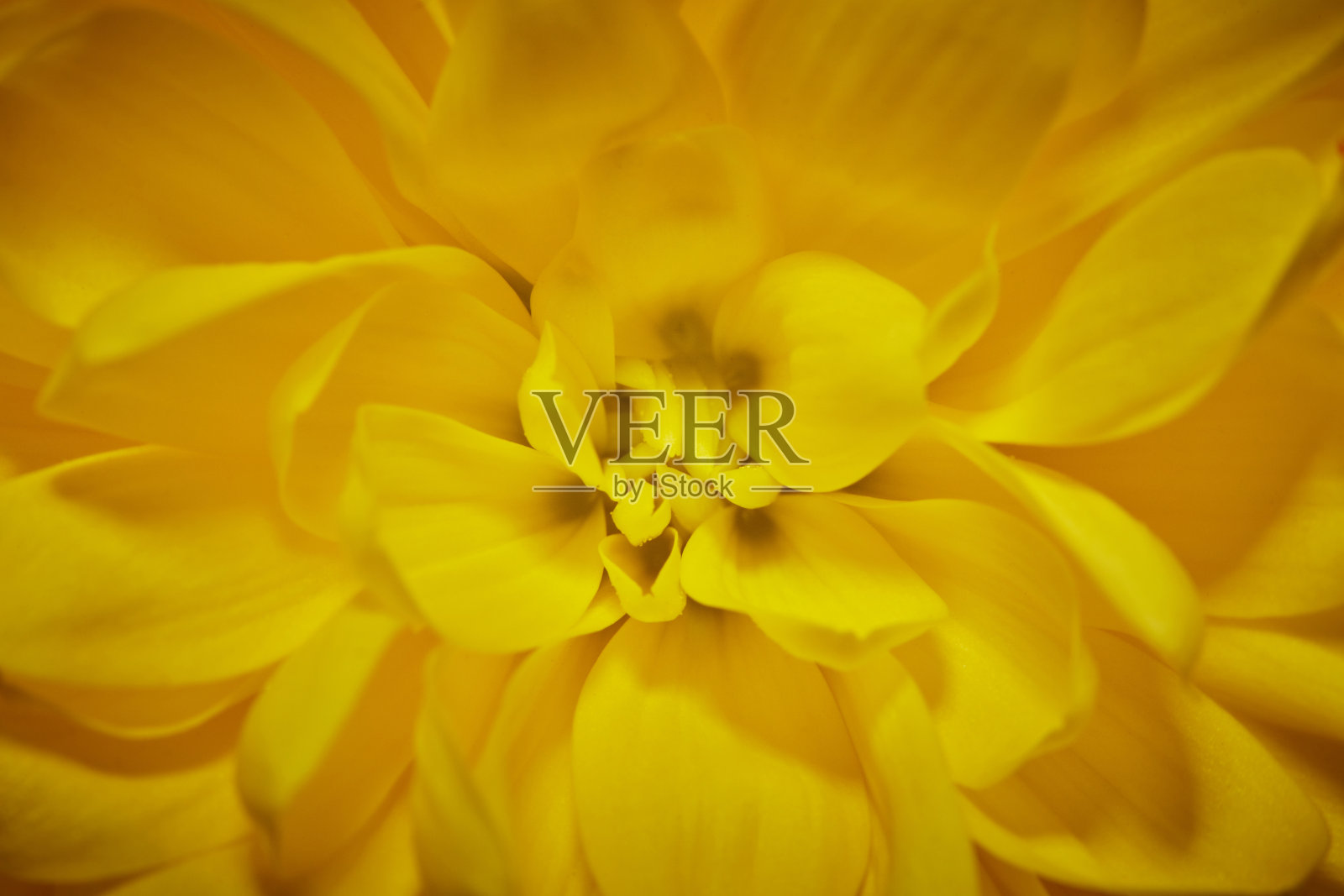 黑色背景上的黄色菊花照片摄影图片