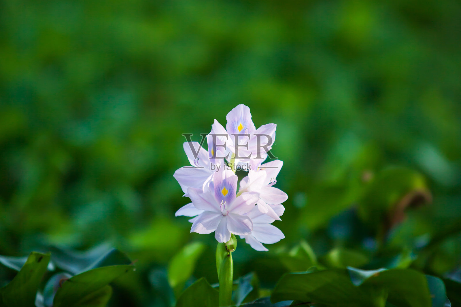 在晨光中盛开着紫色的花朵。照片摄影图片
