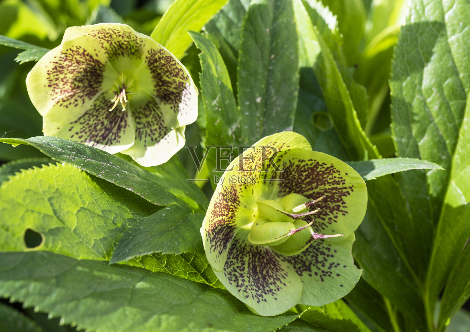 两朵带着叶子的嚏根草花照片摄影图片