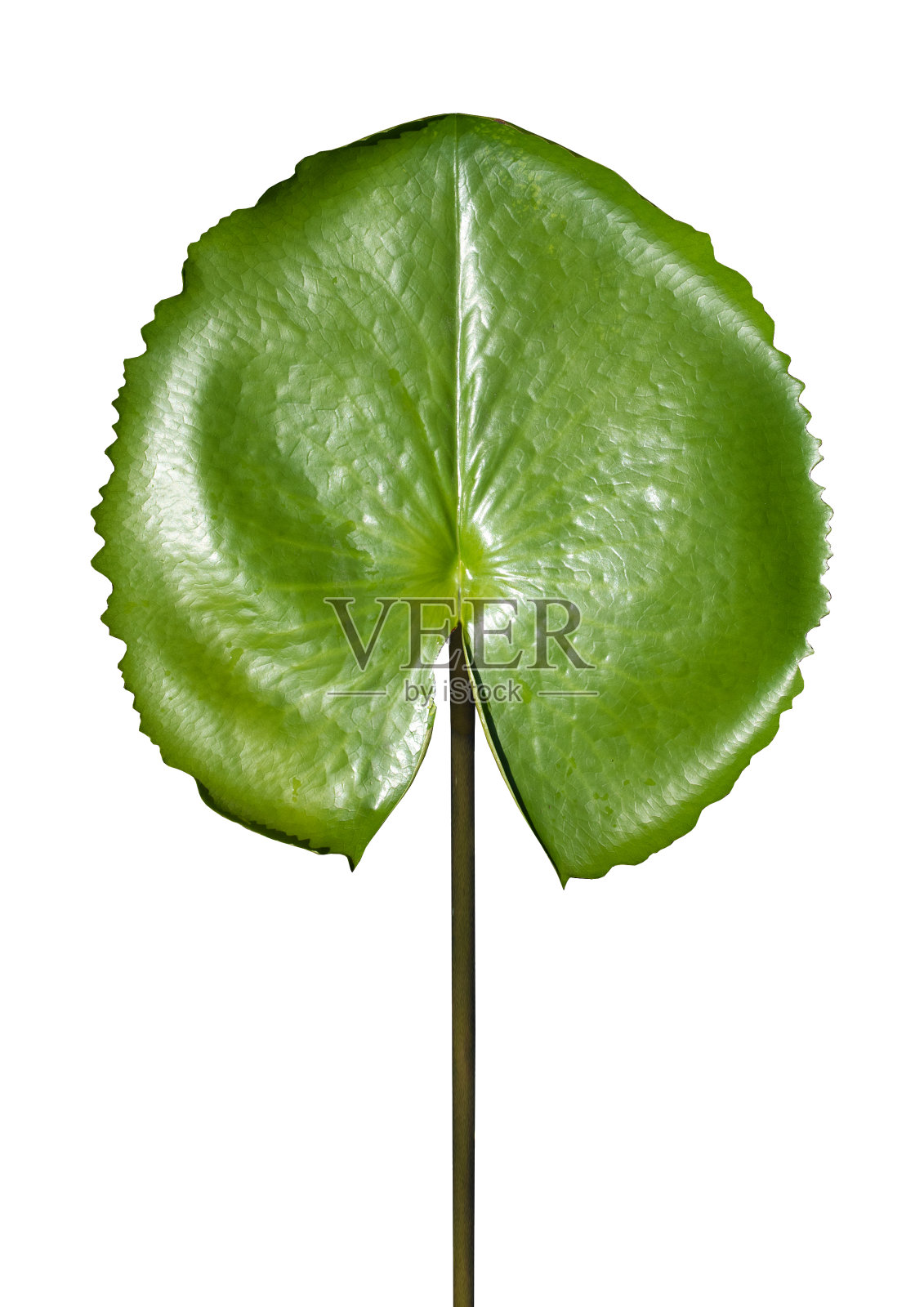 绿色荷叶在白色的背景裁剪路径照片摄影图片