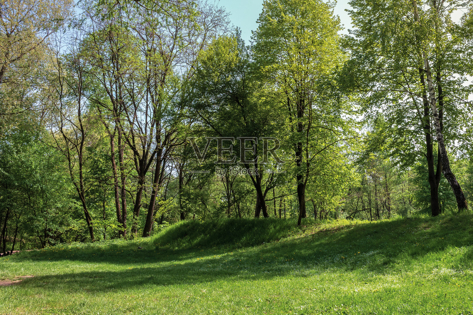 公园草地上的绿色草坪照片摄影图片