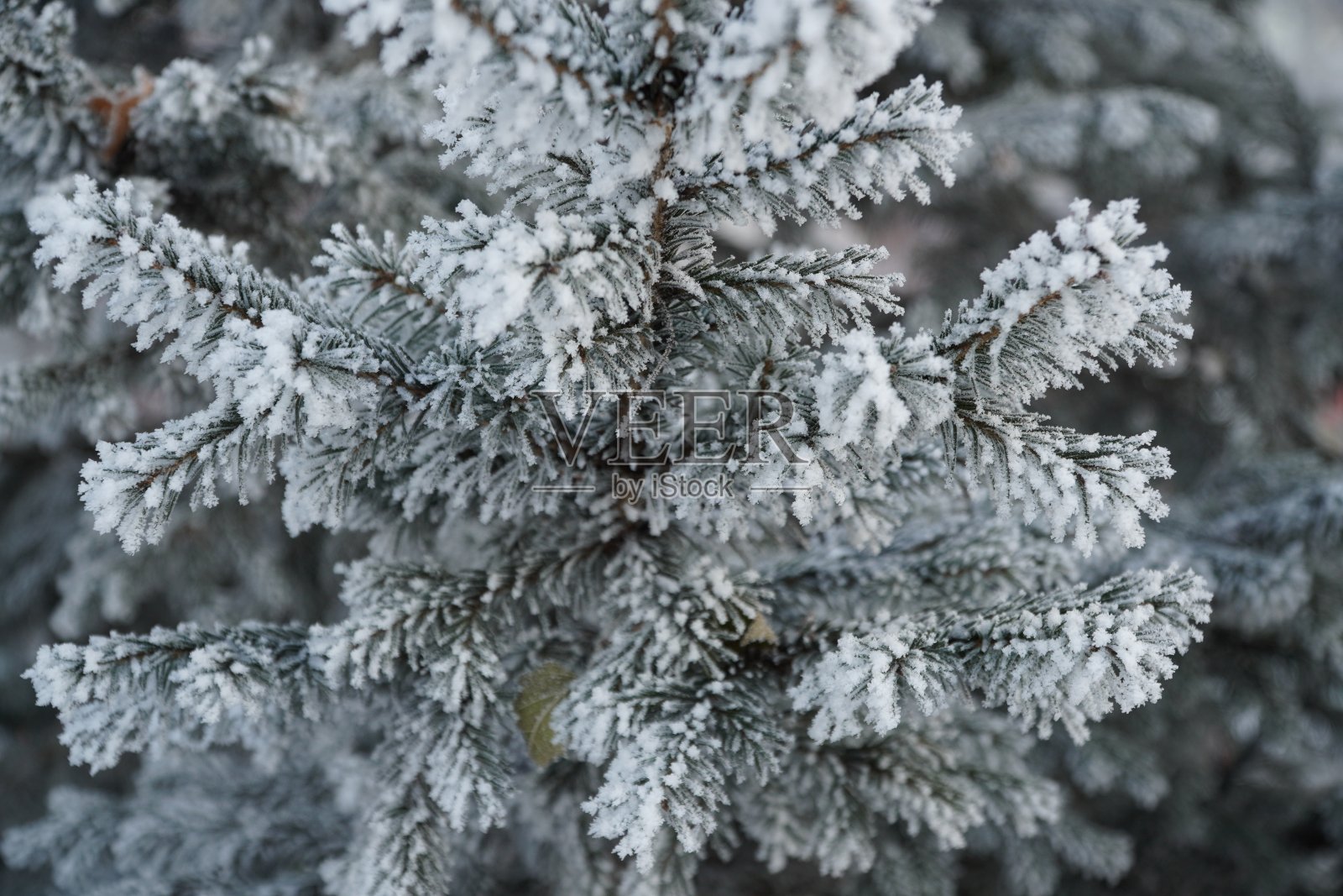 冷杉树枝上覆盖着雪。冬天,寒冷的一天照片摄影图片