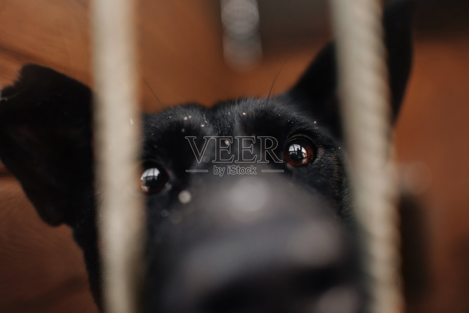 近距离拍摄的狗狗在动物收容所的铁栏后照片摄影图片