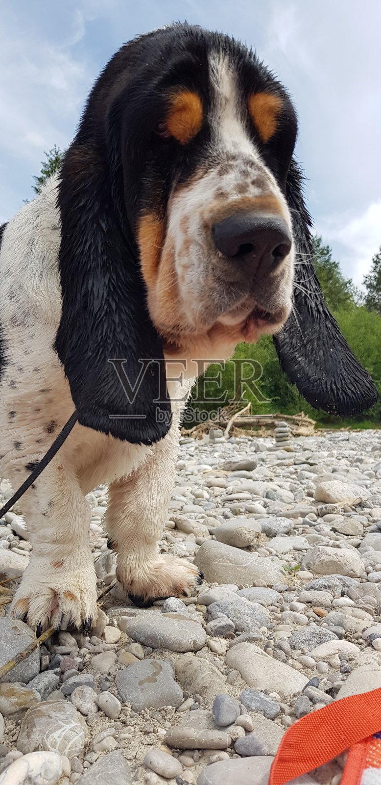 石滩上的巴吉度猎犬照片摄影图片