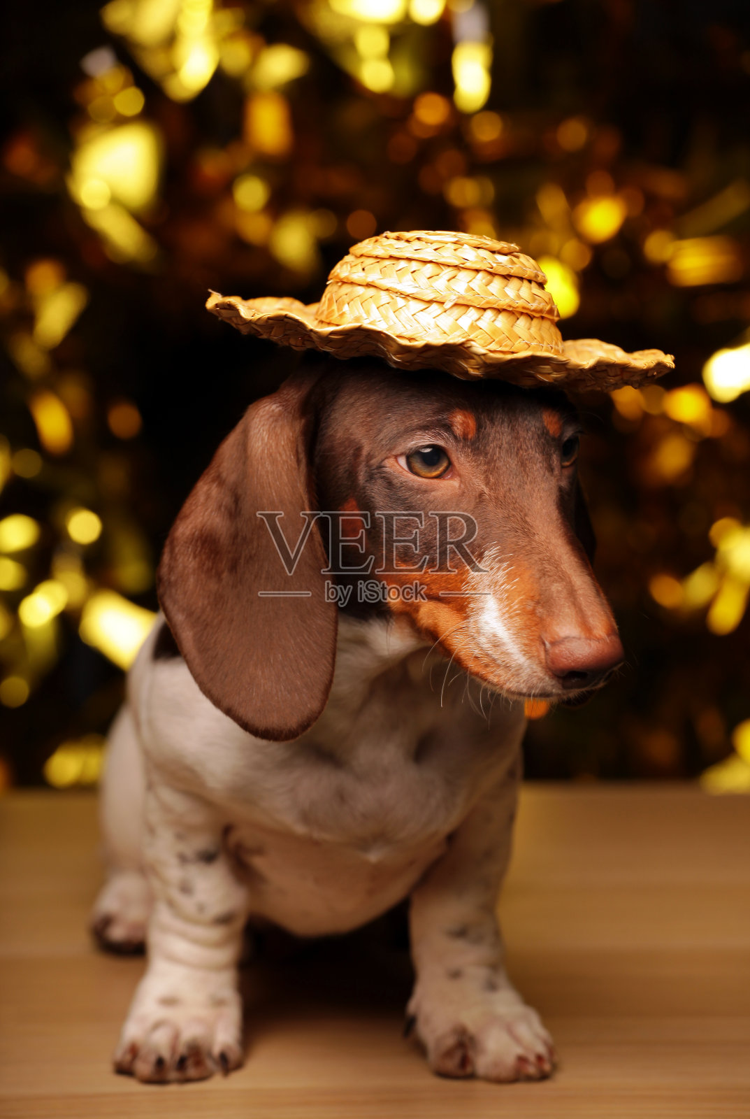 狗像表金散景照片摄影图片