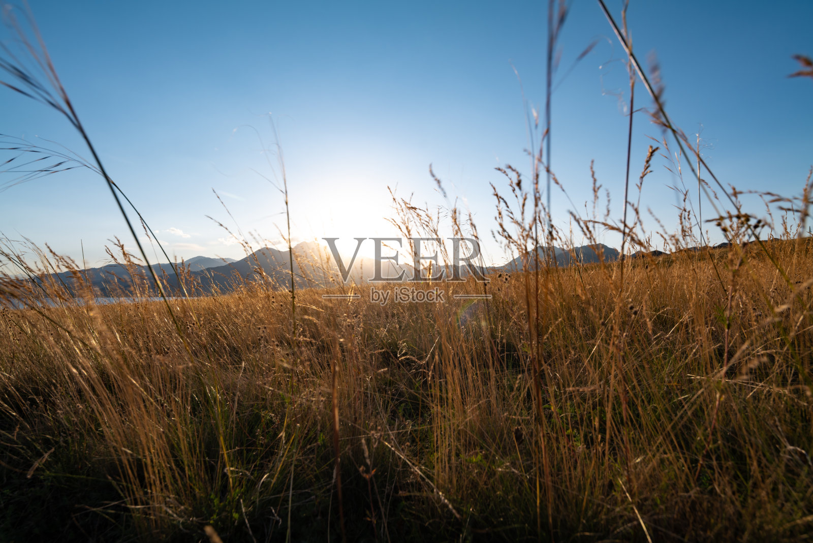 新疆赛里木湖旁的繁茂牧场照片摄影图片