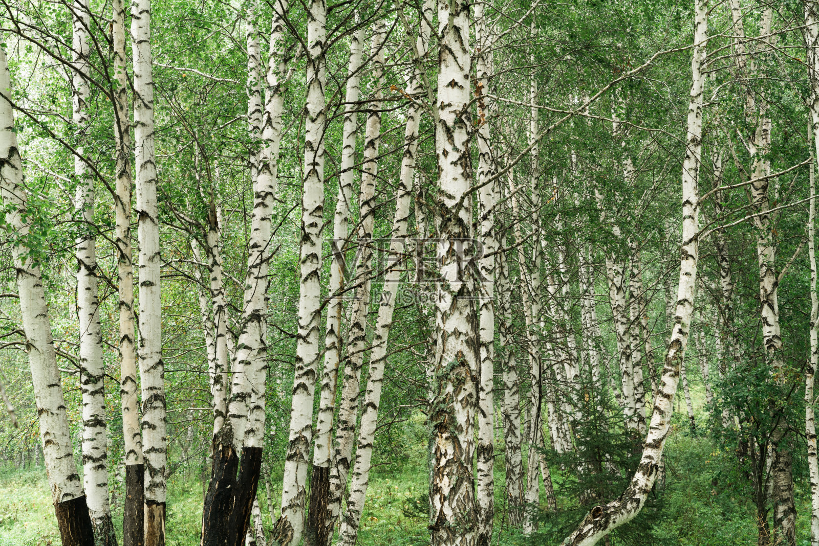 新疆桦树照片摄影图片