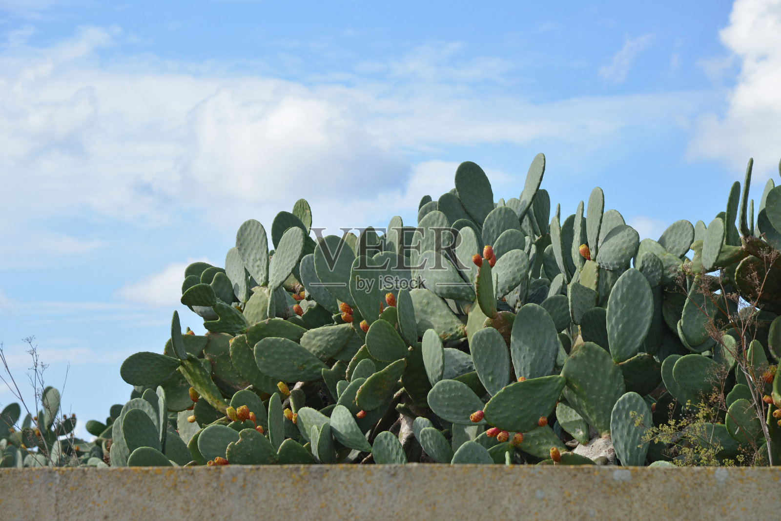 蓬提亚和蓝天照片摄影图片