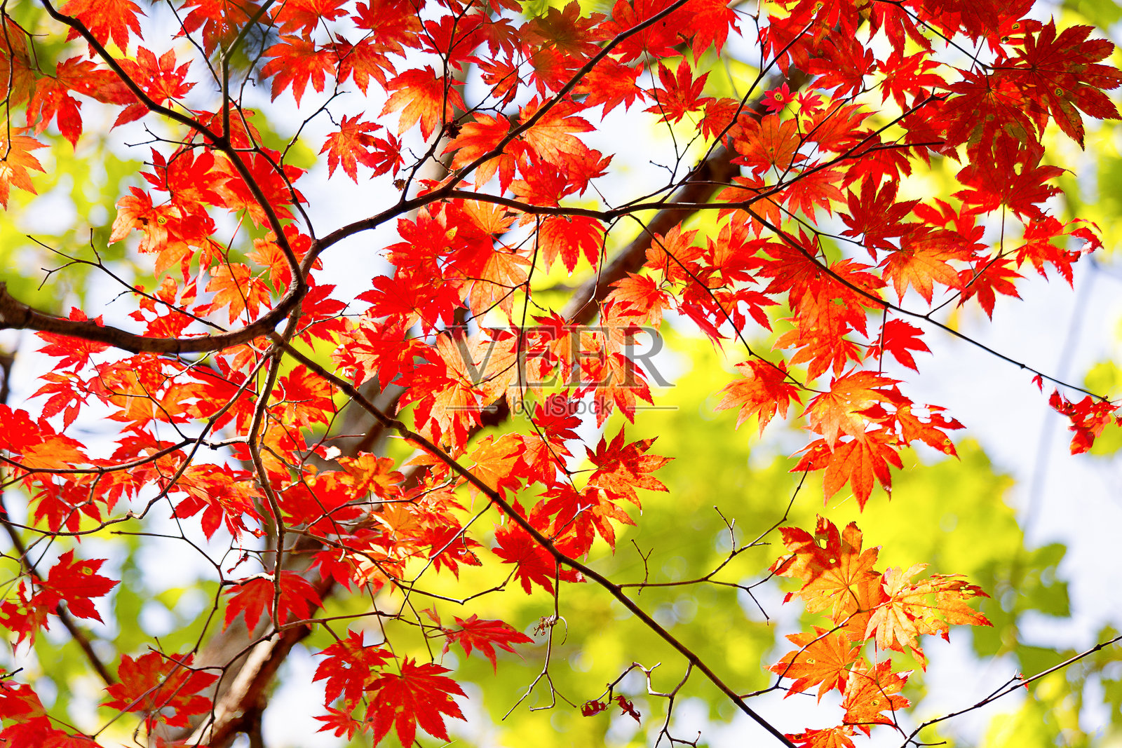 秋天的树叶在树上照片摄影图片