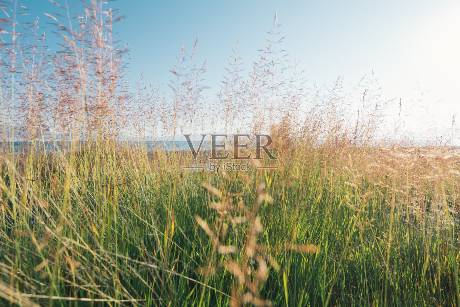 新疆赛里木湖旁的繁茂牧场照片摄影图片