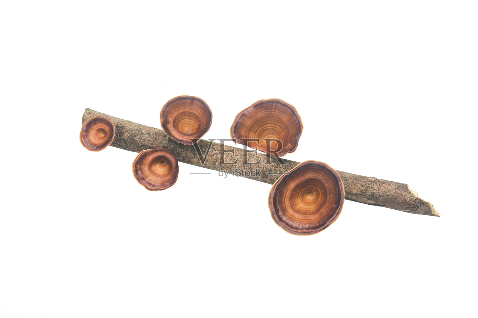 褐蘑菇黄斑小孔菌分离于白色背景上照片摄影图片