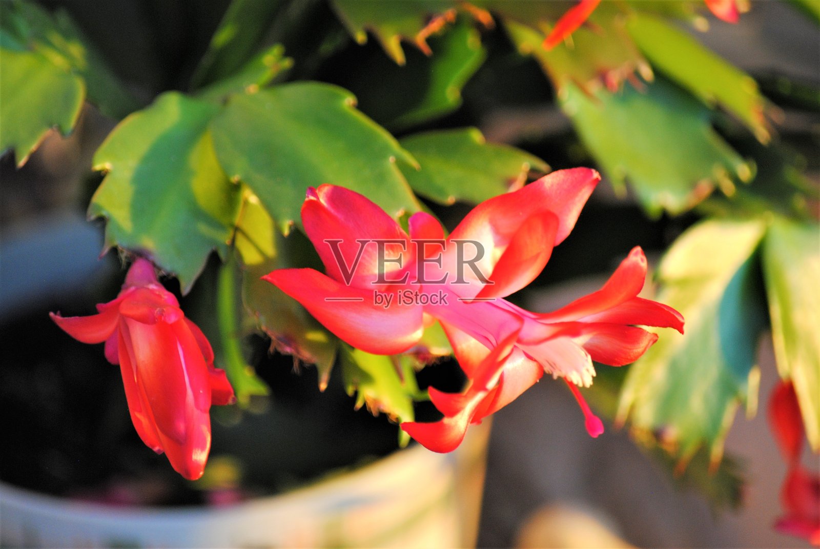 传统的红色圣诞仙人掌花在假日季节盛开的特写照片摄影图片