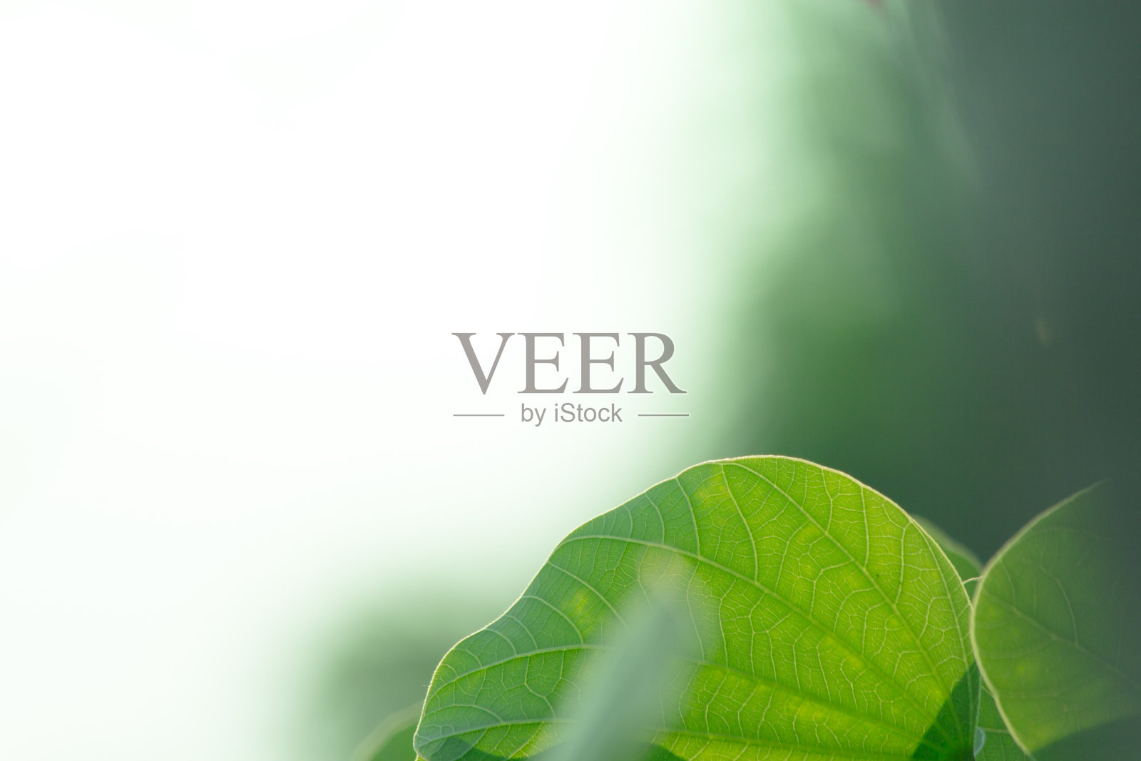 叶和花抽象背景照片摄影图片