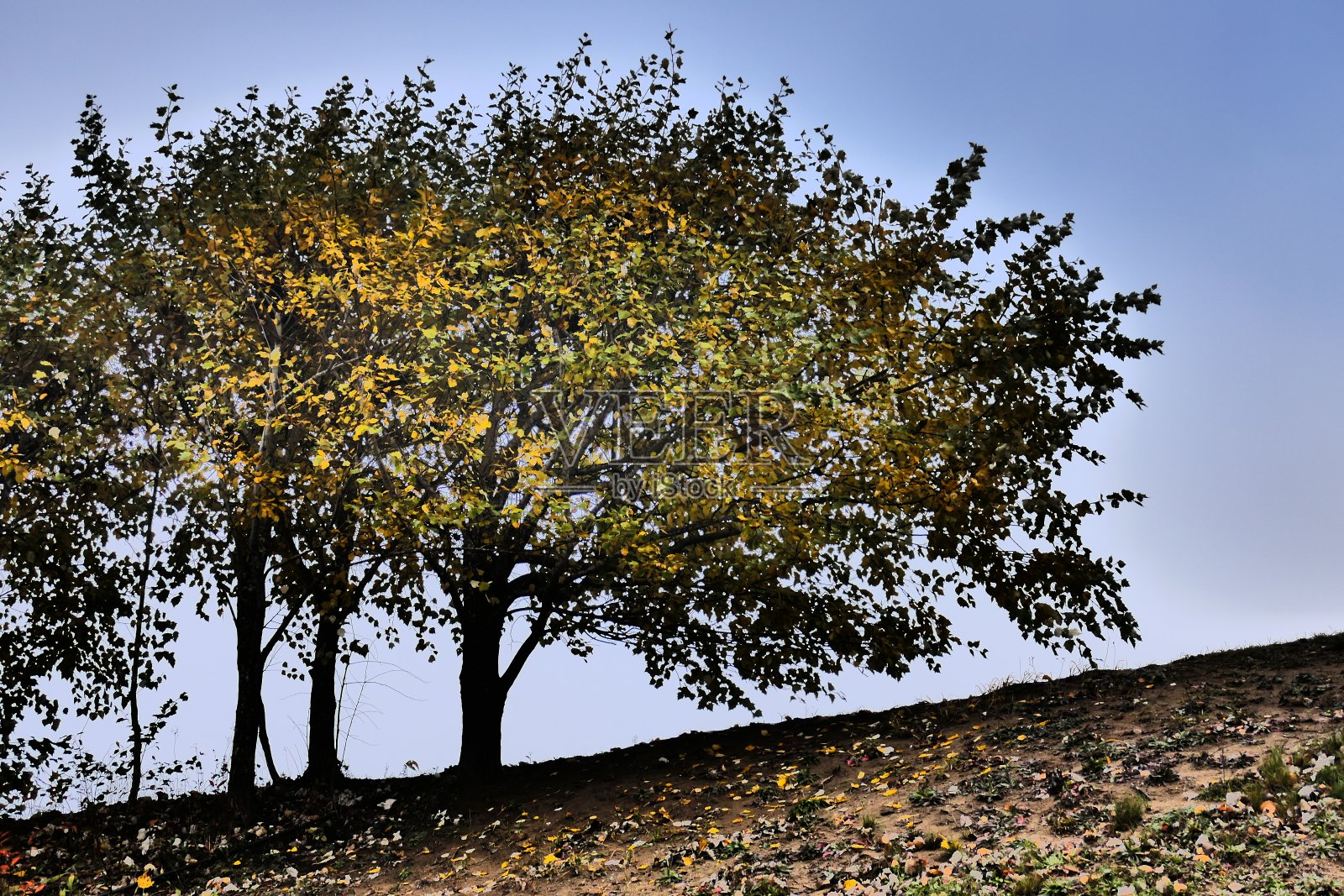 秋天的白杨树，背景是雾照片摄影图片