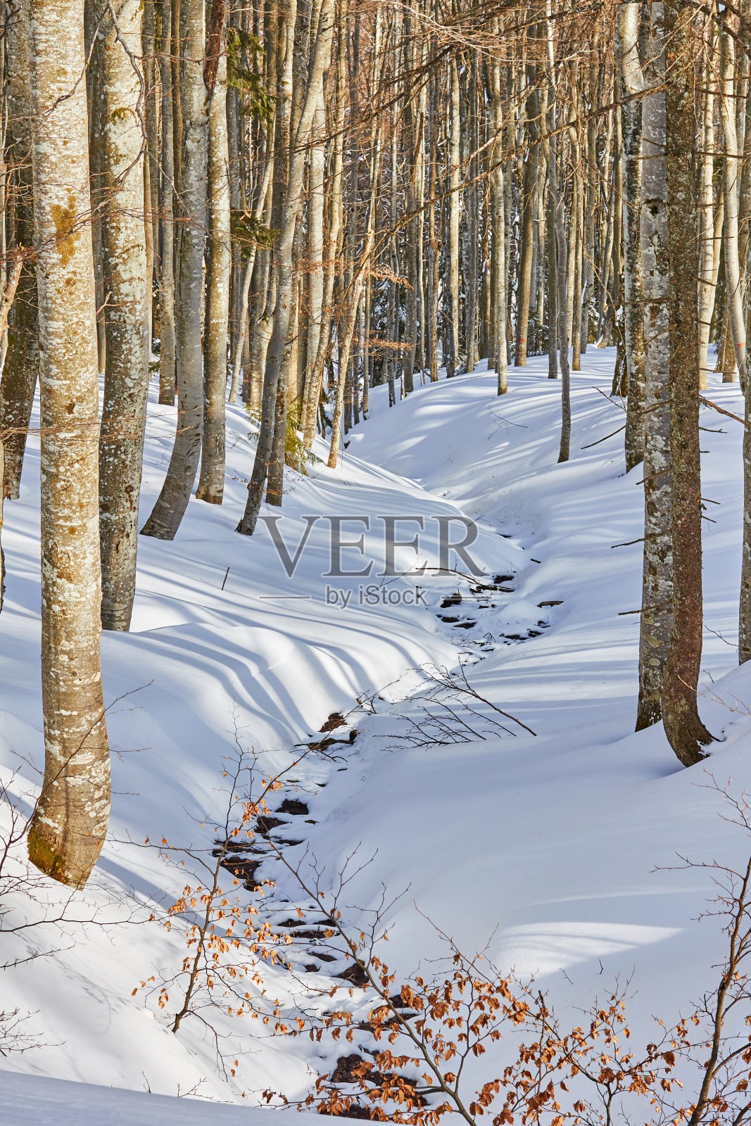 小溪蜿蜒穿过森林，覆盖着一层雪毯。冬季徒步旅行的风景在布吉山(喀尔巴阡)，罗马尼亚。照片摄影图片