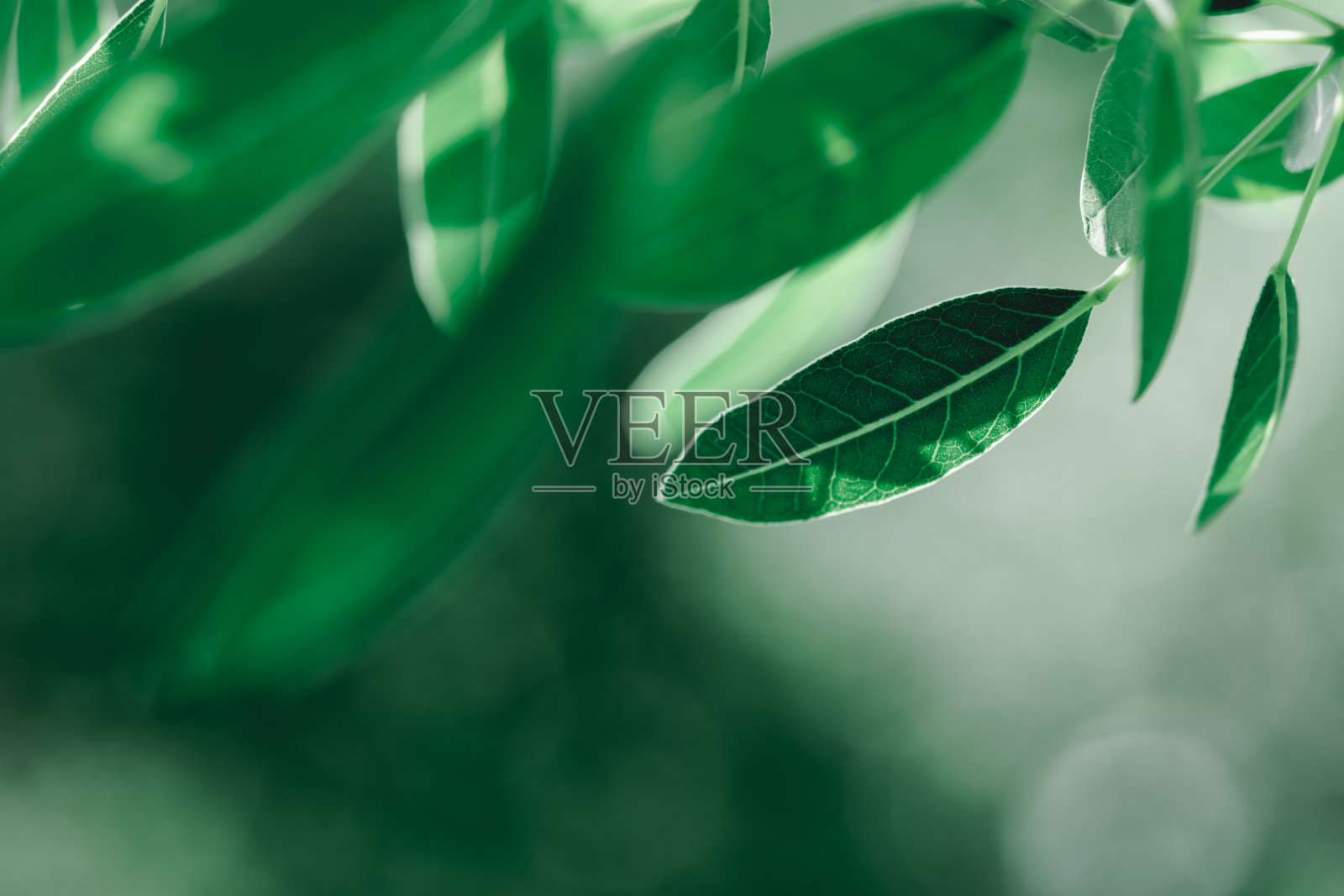 深绿色叶子的特写自然视图照片摄影图片