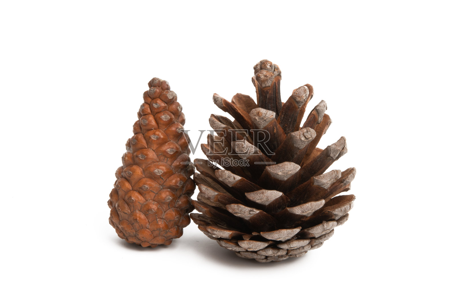 松果孤立照片摄影图片