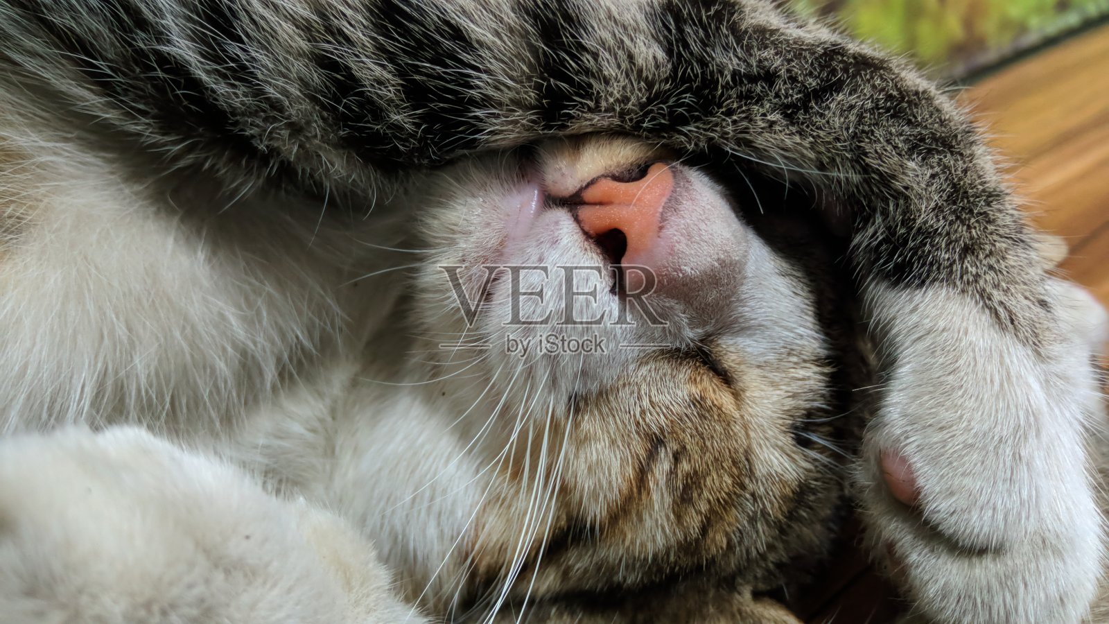 睡觉的猫照片摄影图片