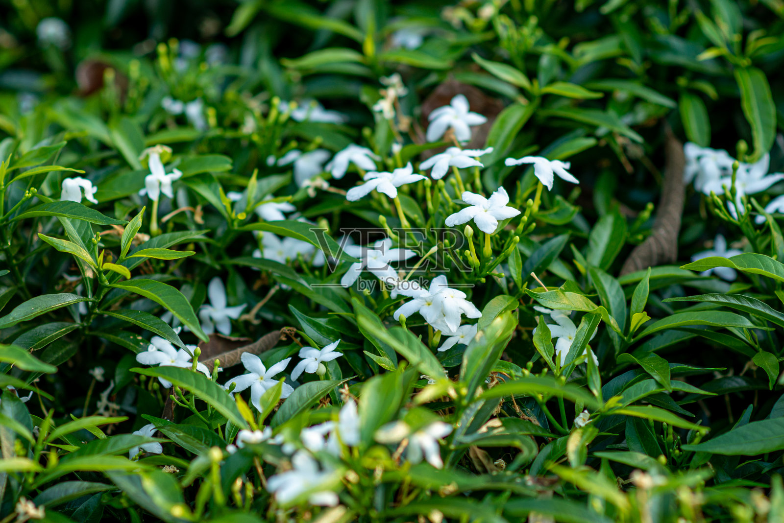 公园里普遍种着小白花。照片摄影图片