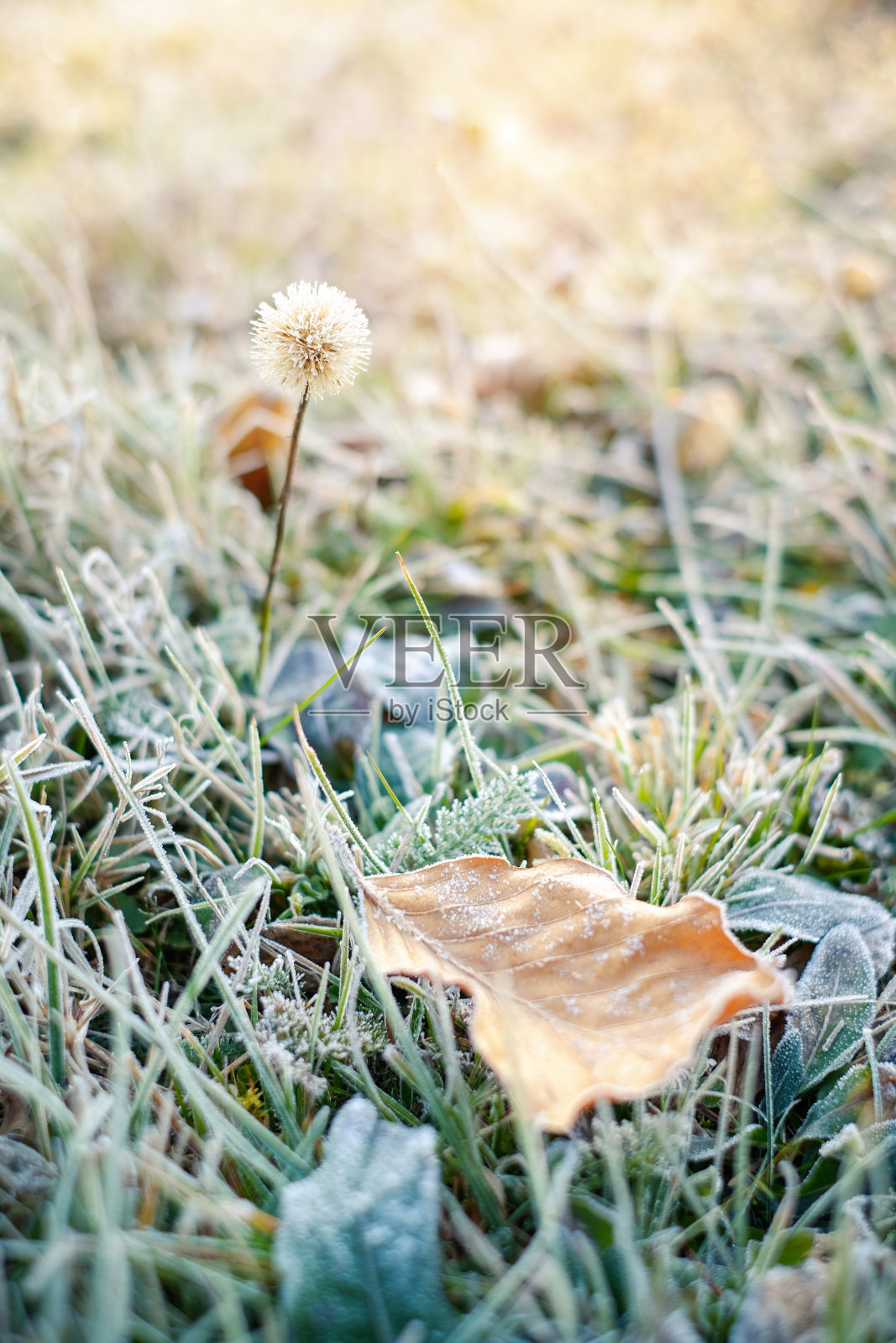 日出时，冻僵的草和覆盖着白霜的黄叶照片摄影图片