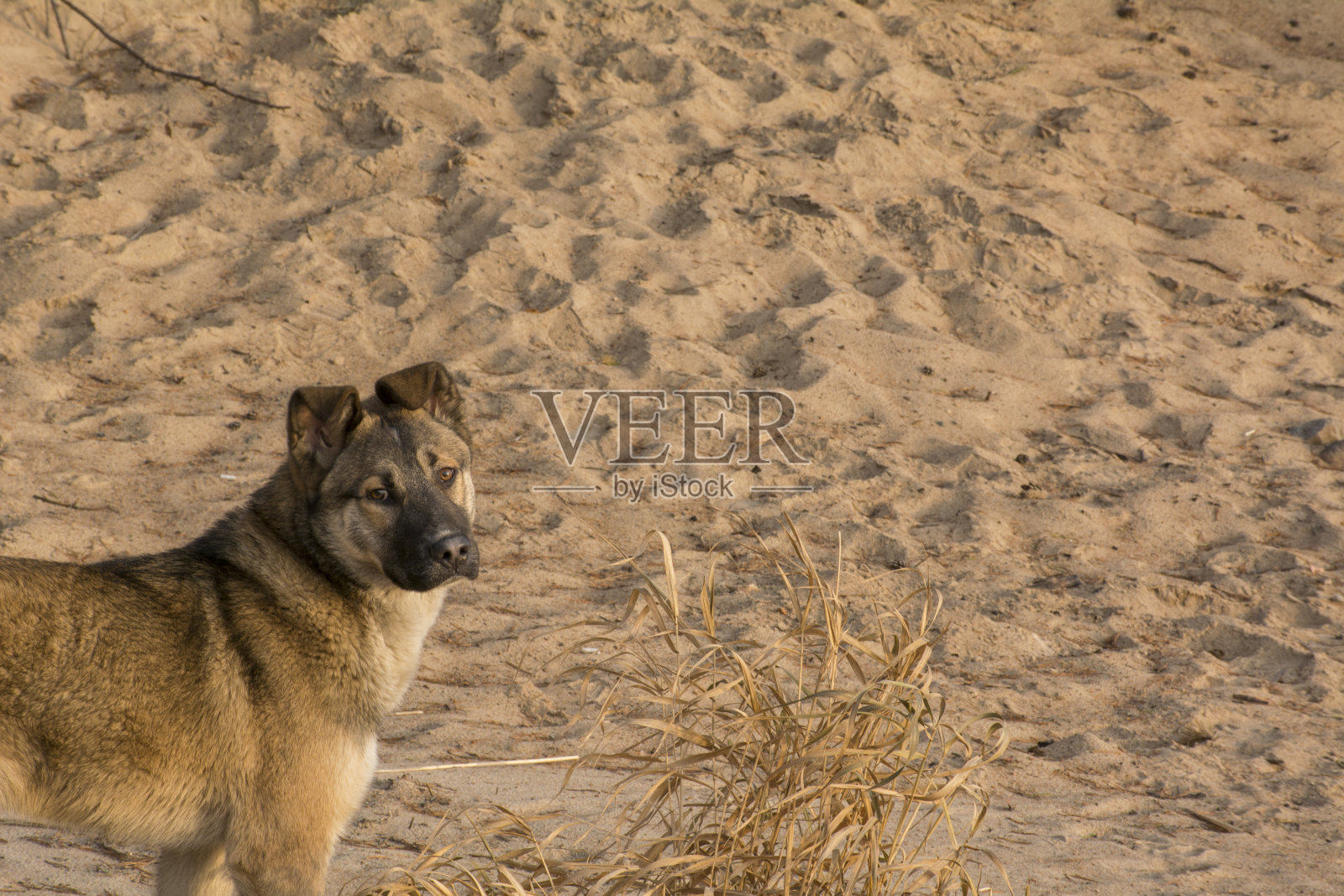 一只棕色的狗站在沙滩上照片摄影图片