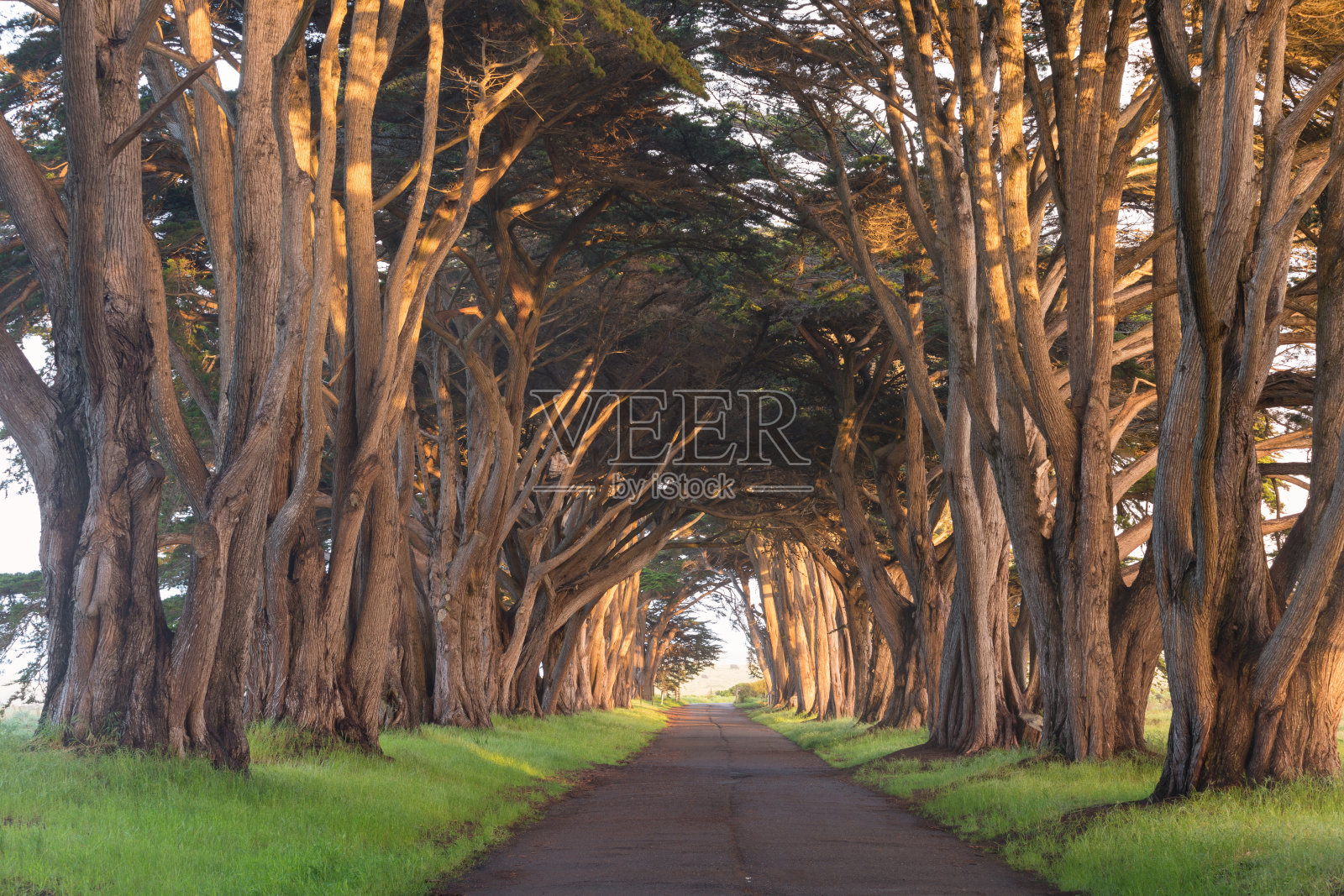 令人惊叹的柏树隧道在Point Reyes国家海岸，加州，美国。美国旧金山附近美丽的一天，童话般的树木照片摄影图片