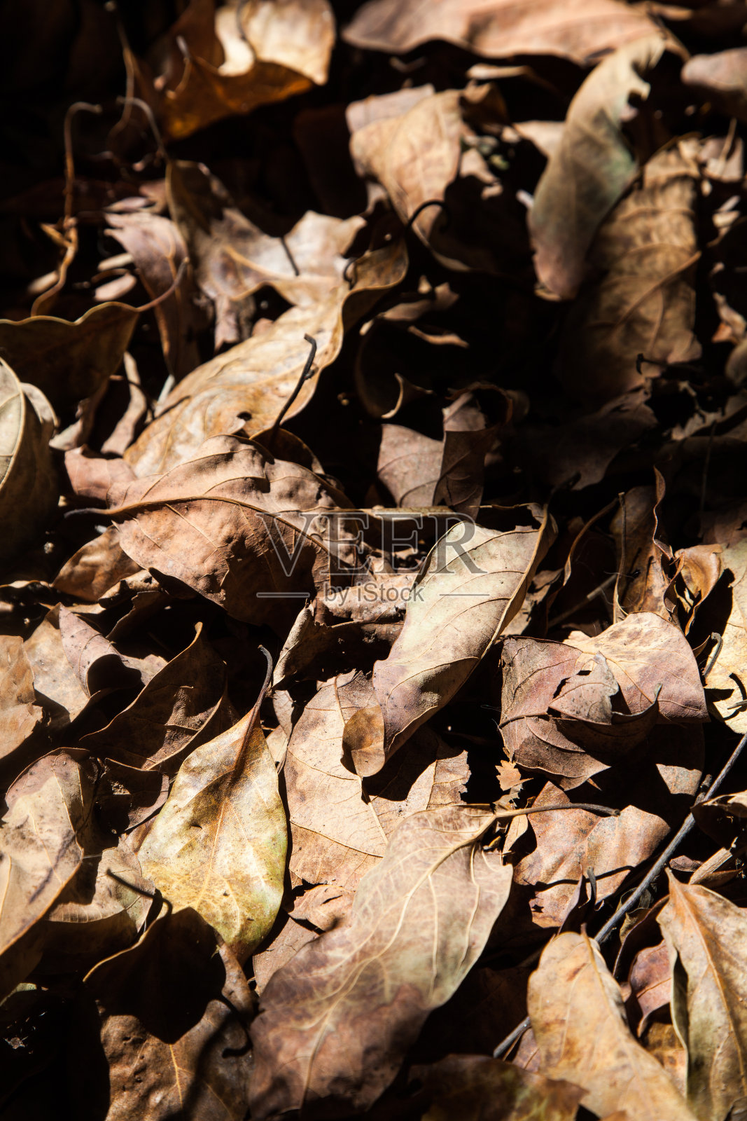 干树叶照片摄影图片