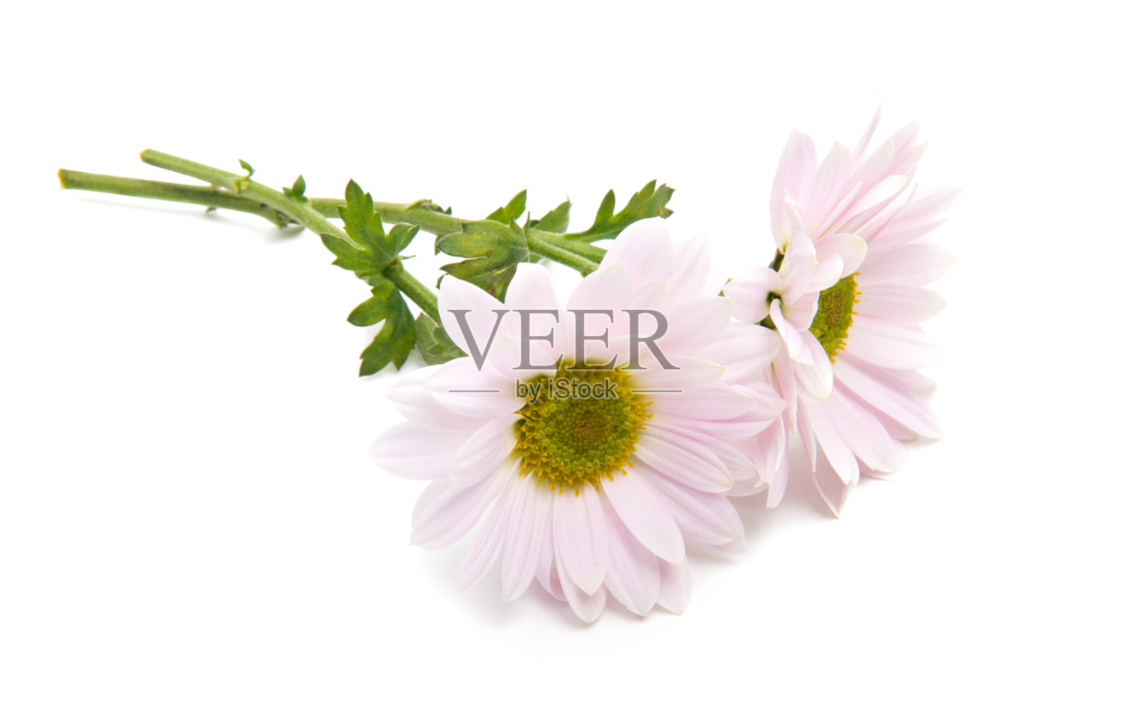 粉红色的菊花孤立照片摄影图片