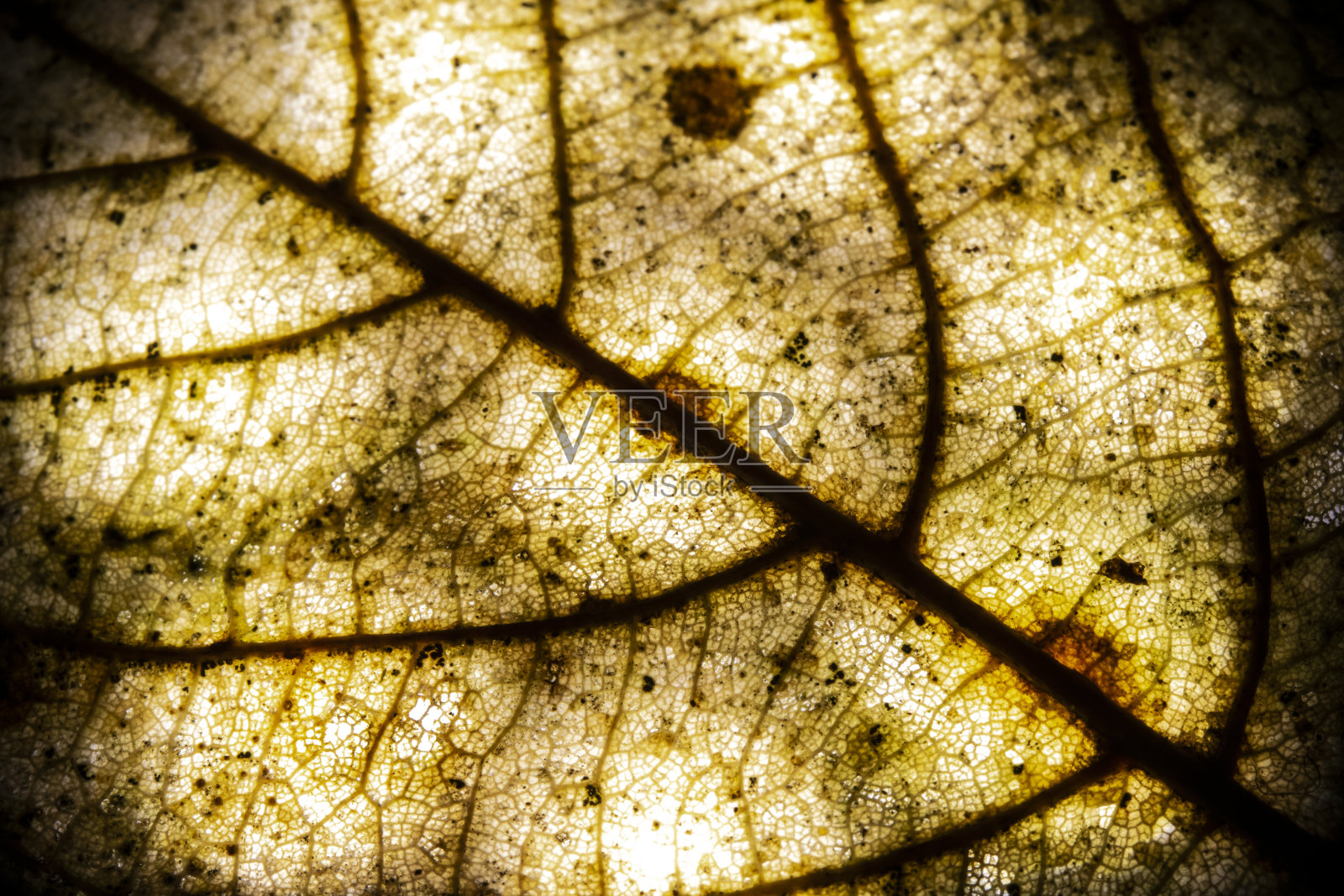 冬日落叶腐烂的抽象背景微距特写照片摄影图片