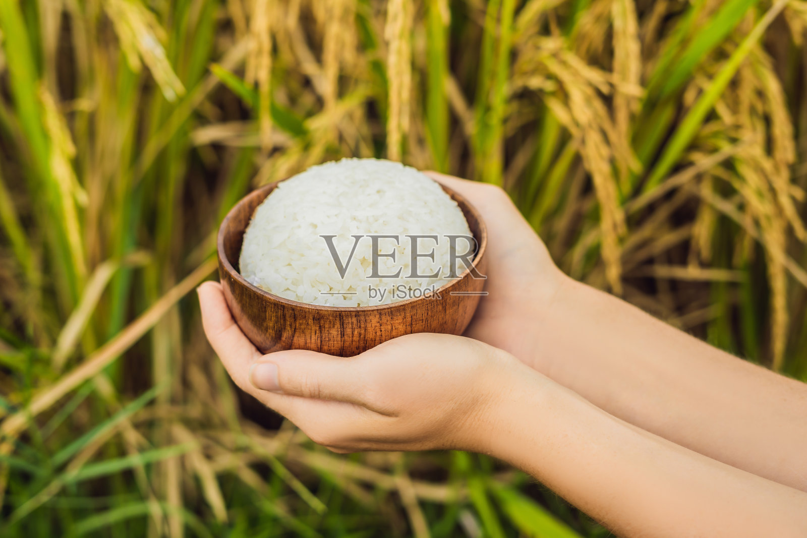 手持木碗盛装的米饭，背景是成熟的稻田照片摄影图片