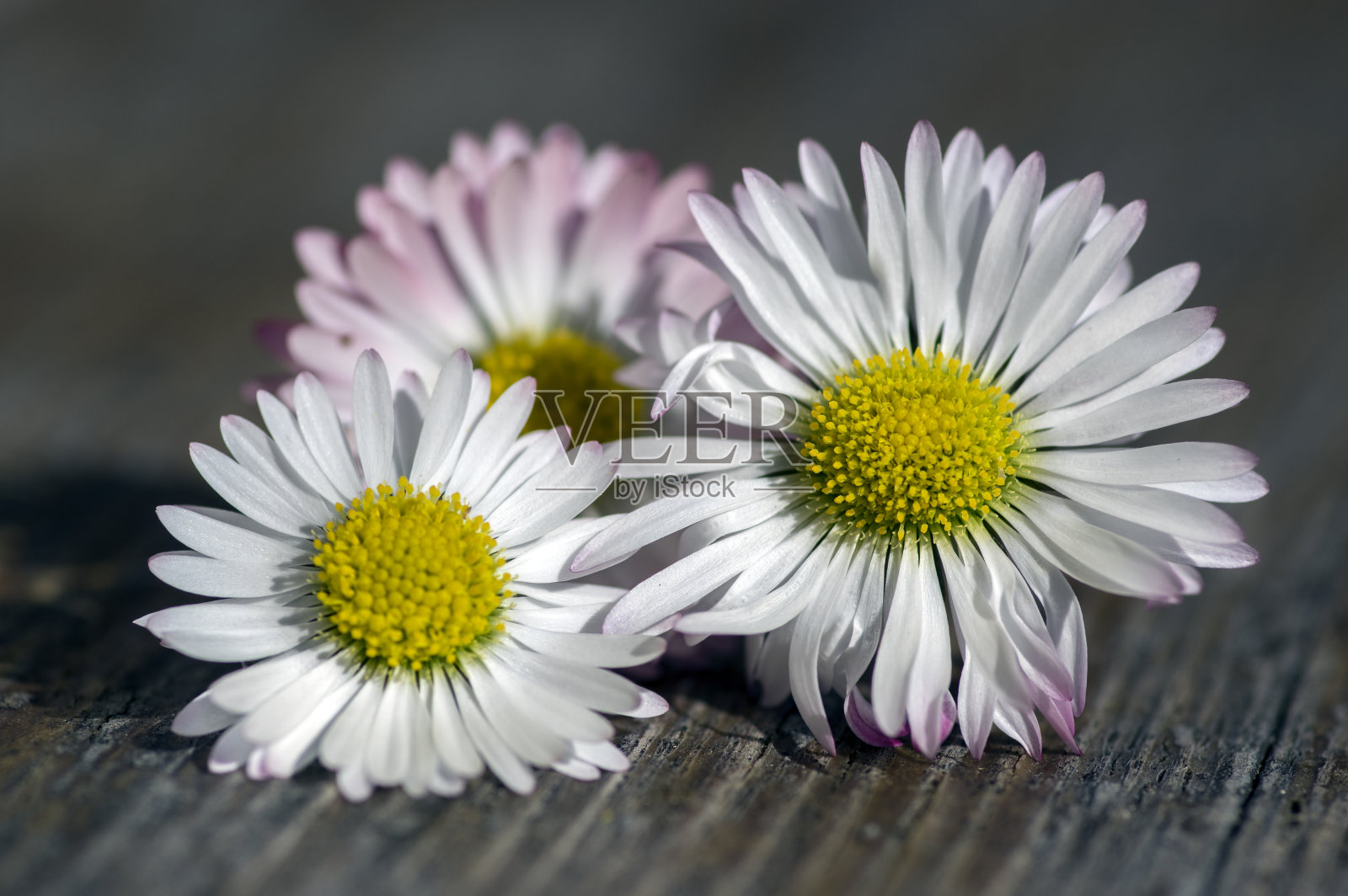 令人称奇的雏菊，木桌上的百年花头，白色粉色的花瓣和黄色的花心照片摄影图片
