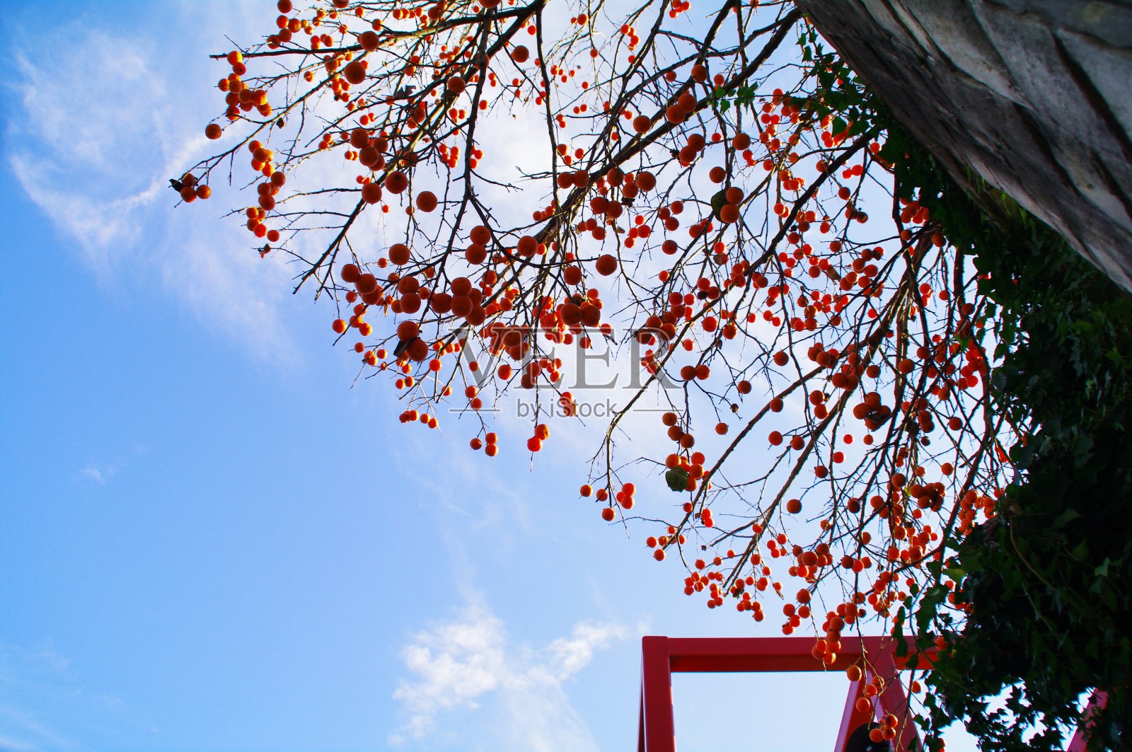 秋天，一棵丰美的柿子树照片摄影图片